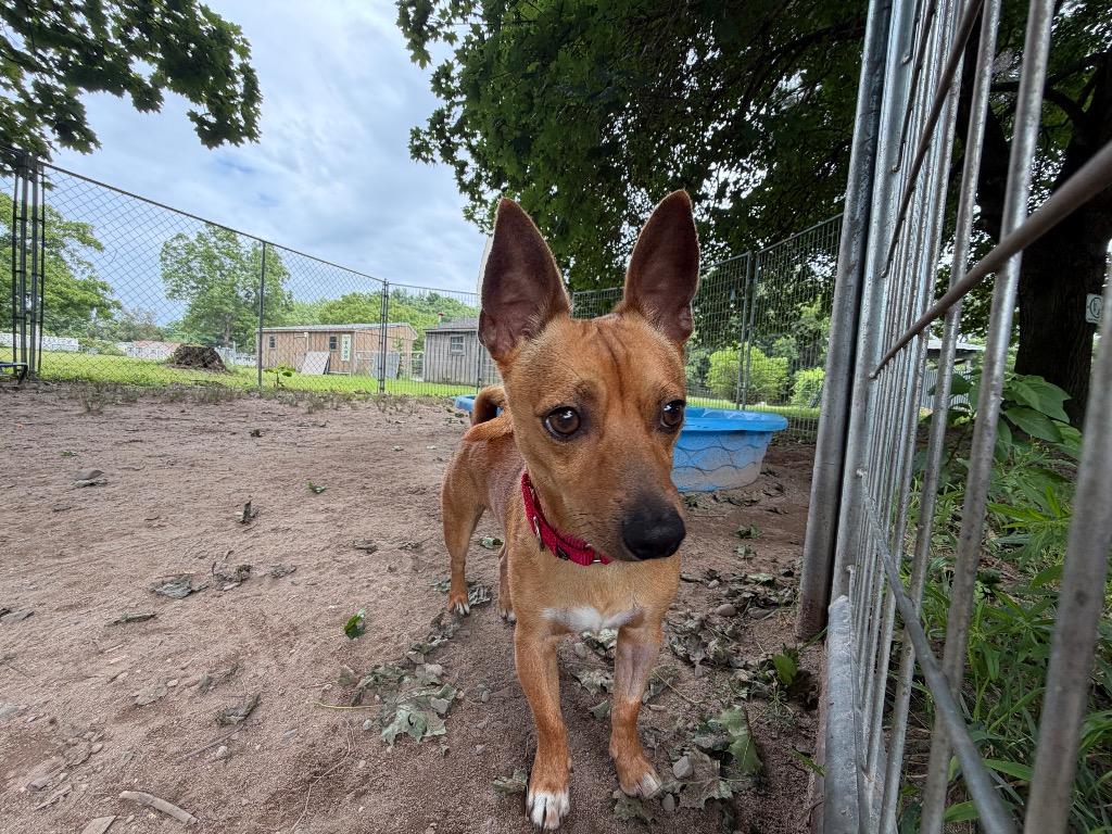 Enlarge Pookie, a Adoptable Chihuahua in Port Jervis, NY image 1/4