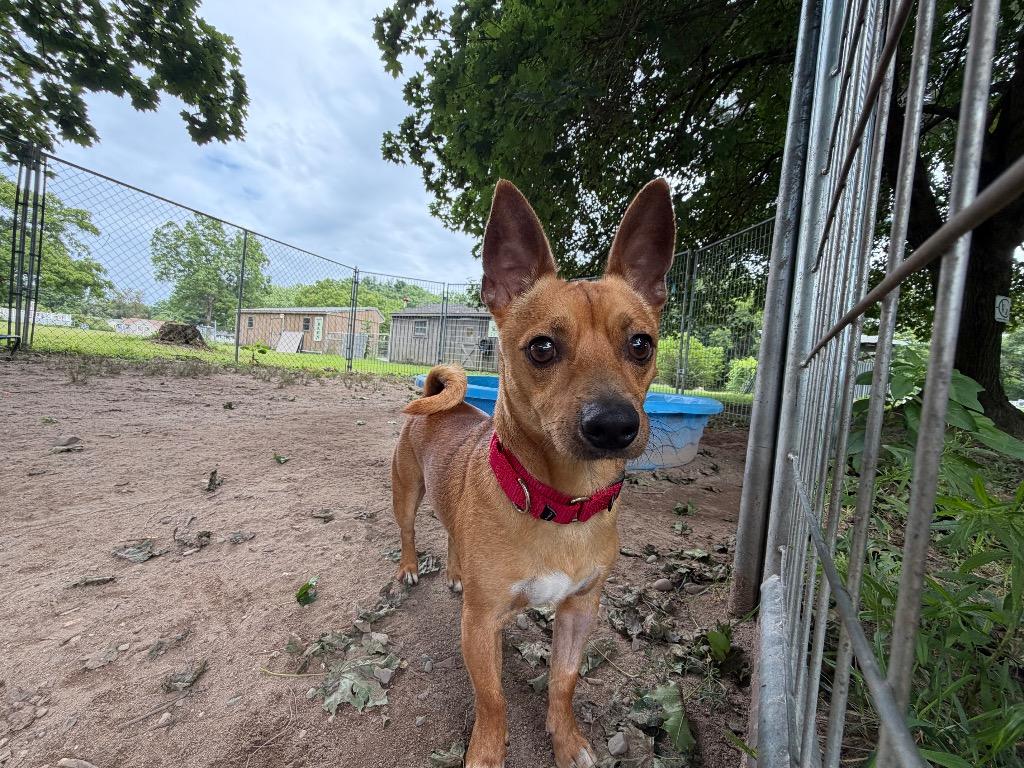 Enlarge Pookie, a Adoptable Chihuahua in Port Jervis, NY image 2/4