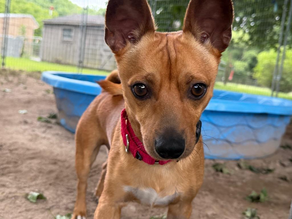 Enlarge Pookie, a Adoptable Chihuahua in Port Jervis, NY image 3/4