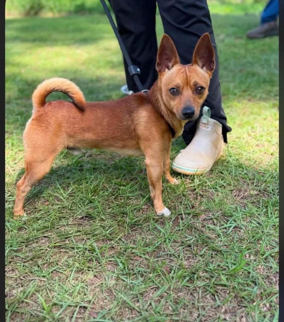 Pookie, Adoptable, Young Male Chihuahua.