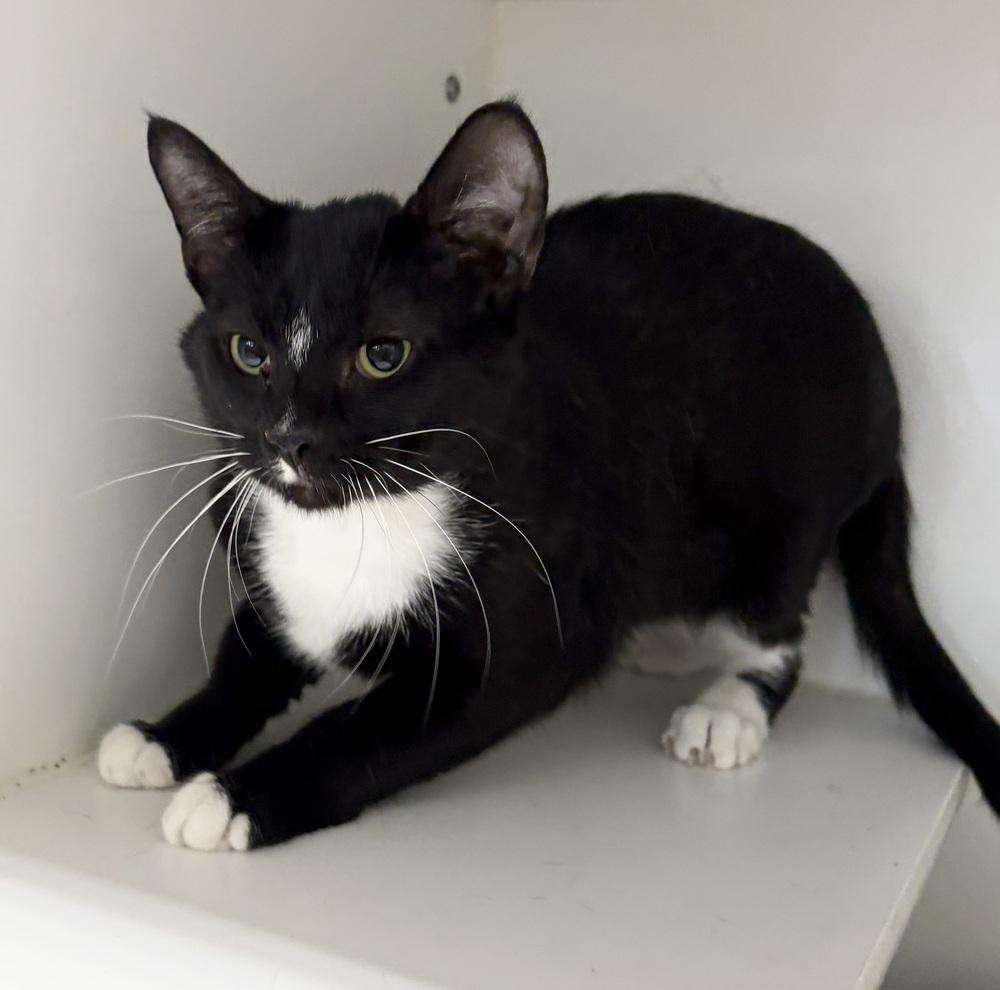 Oliver, Adoptable, Adult Male Domestic Short Hair.