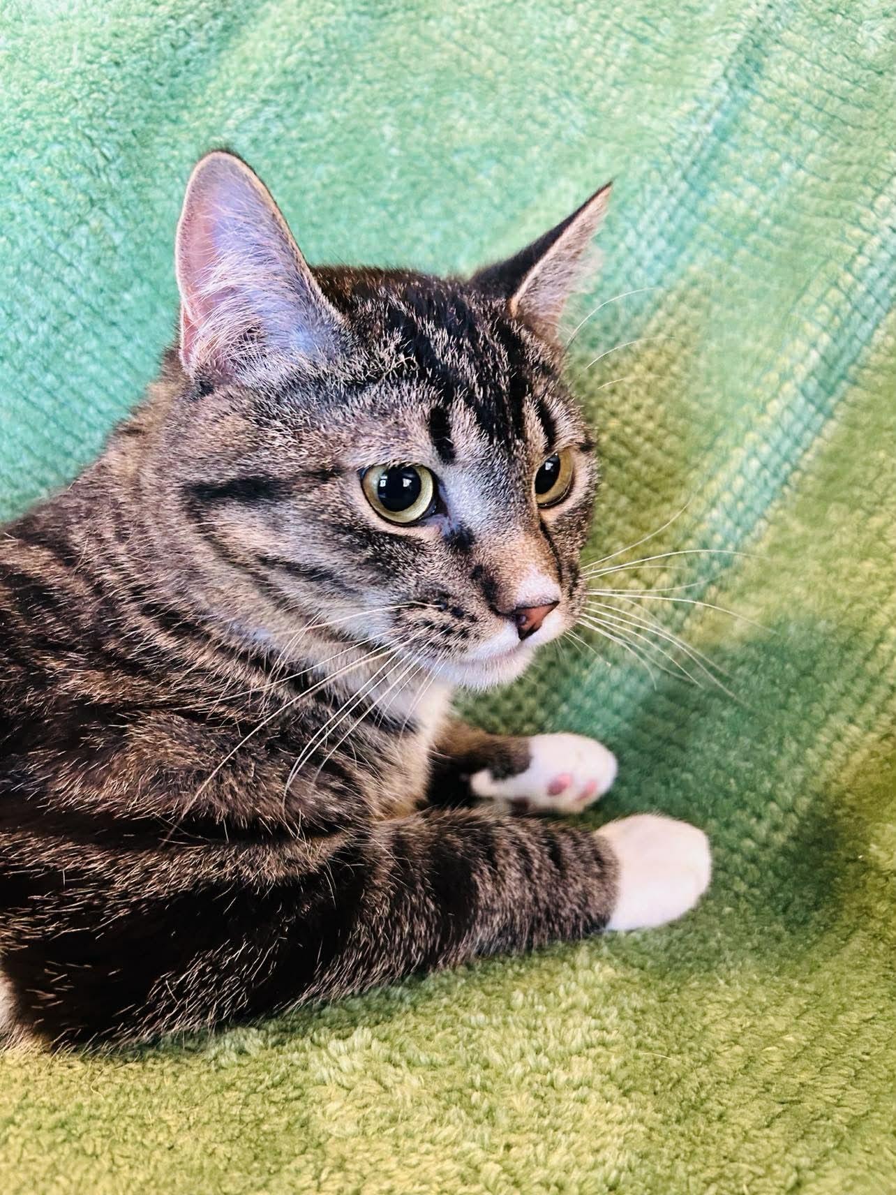 Enlarge Latka , a ADOPTABLE Domestic Short Hair in Alexandria, MN image 2/2