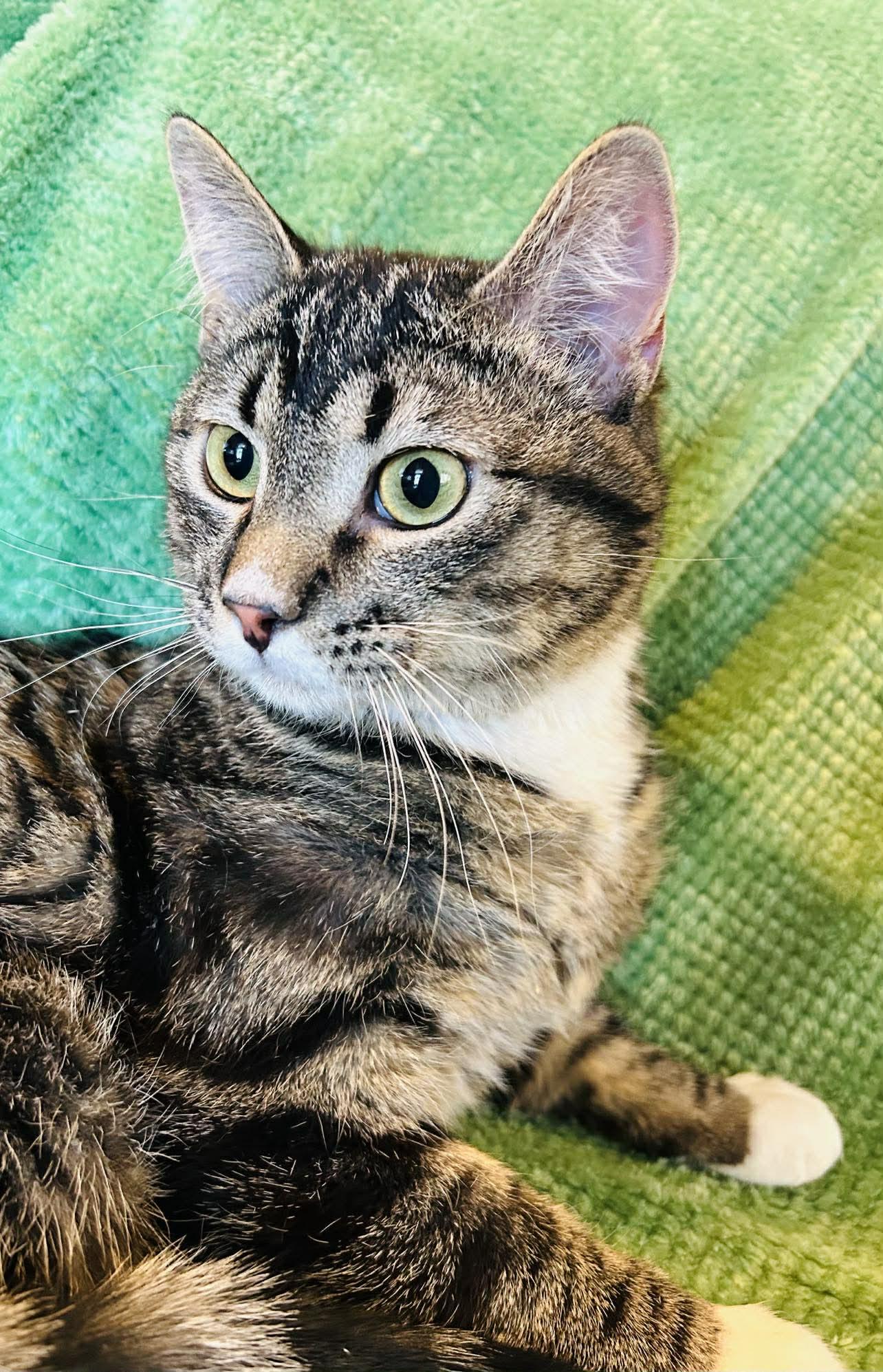 Latka , ADOPTABLE, Young Male Domestic Short Hair.