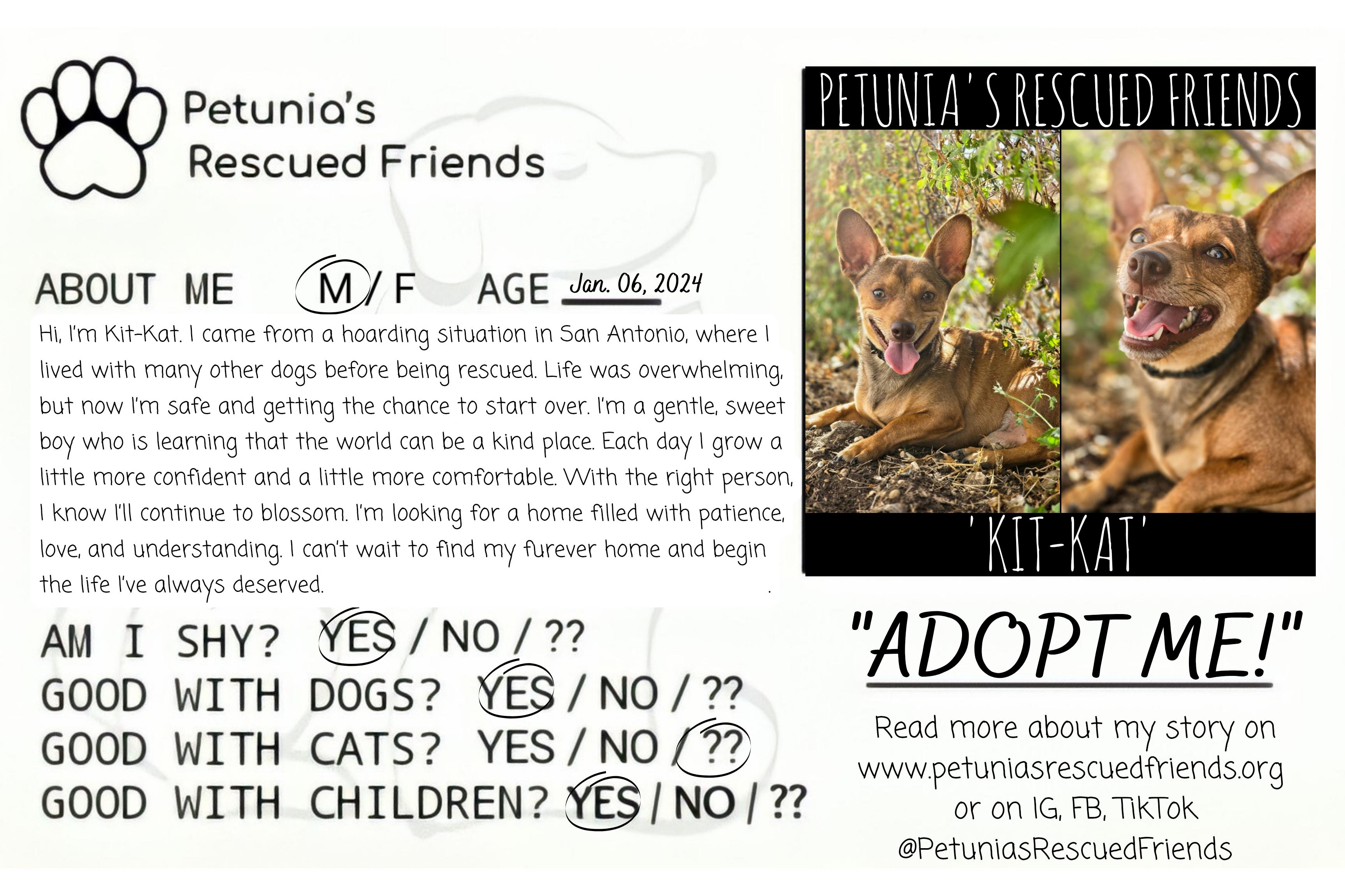 Enlarge Kit-Kat, a ADOPTABLE mixed breed in Castroville, TX image 2/2