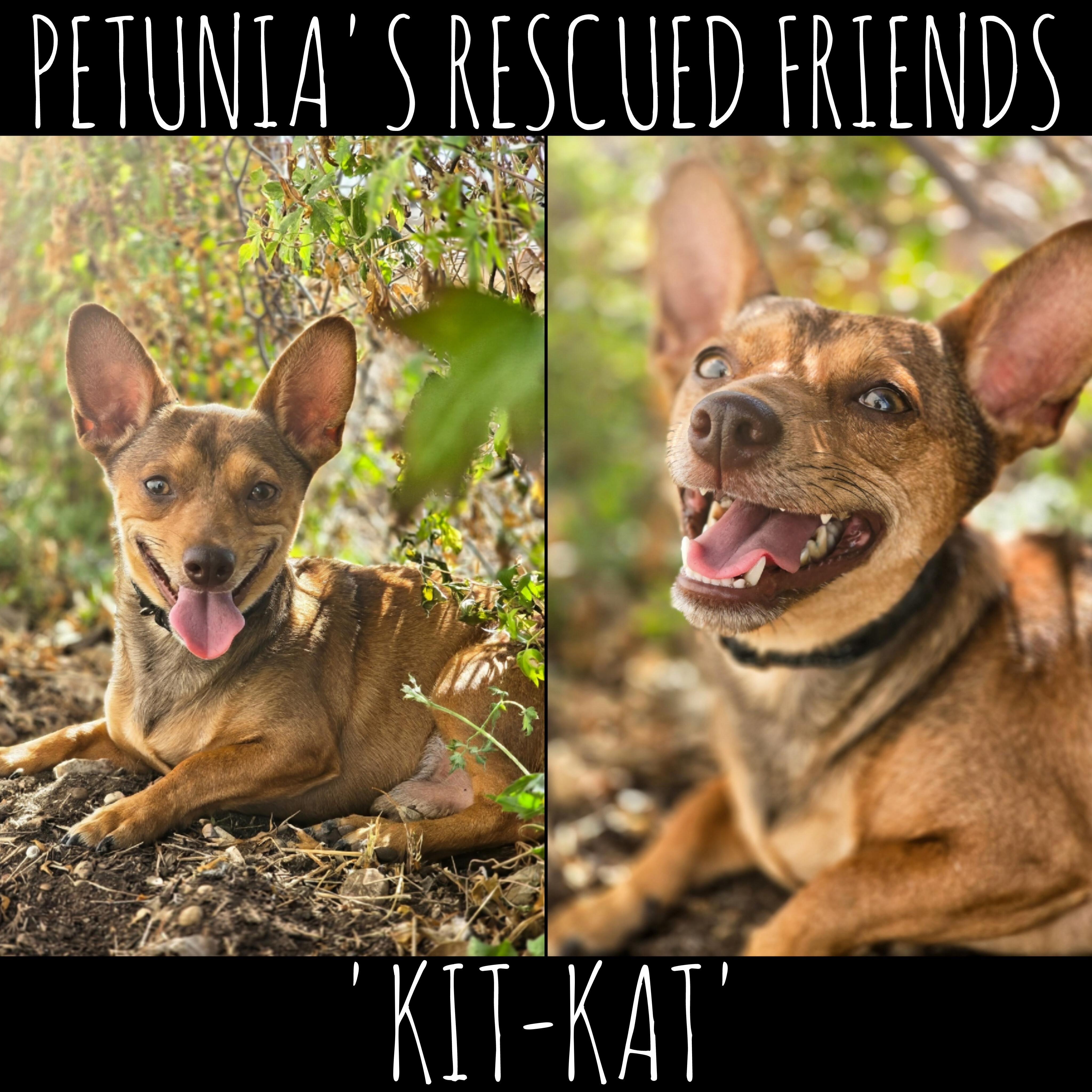 Enlarge Kit-Kat, a ADOPTABLE mixed breed in Castroville, TX image 1/2