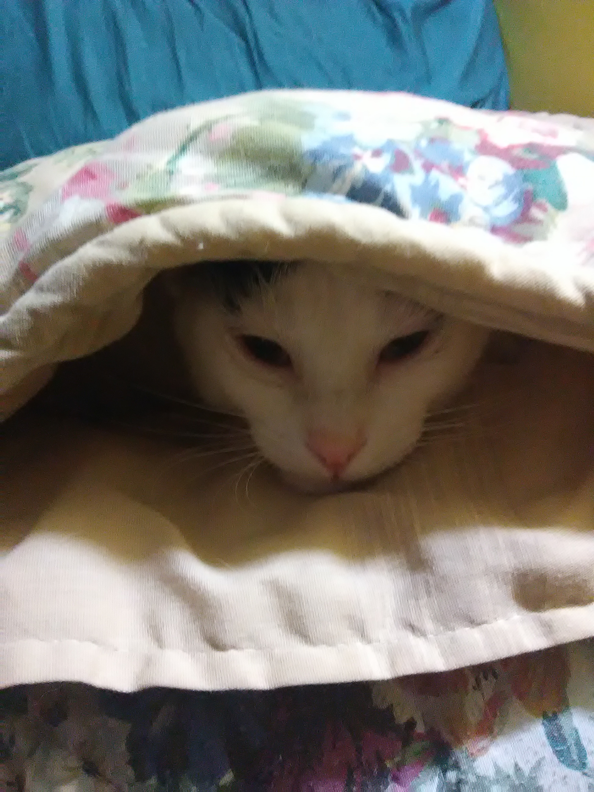 Ellie, Adopted, Adult Female Domestic Short Hair.