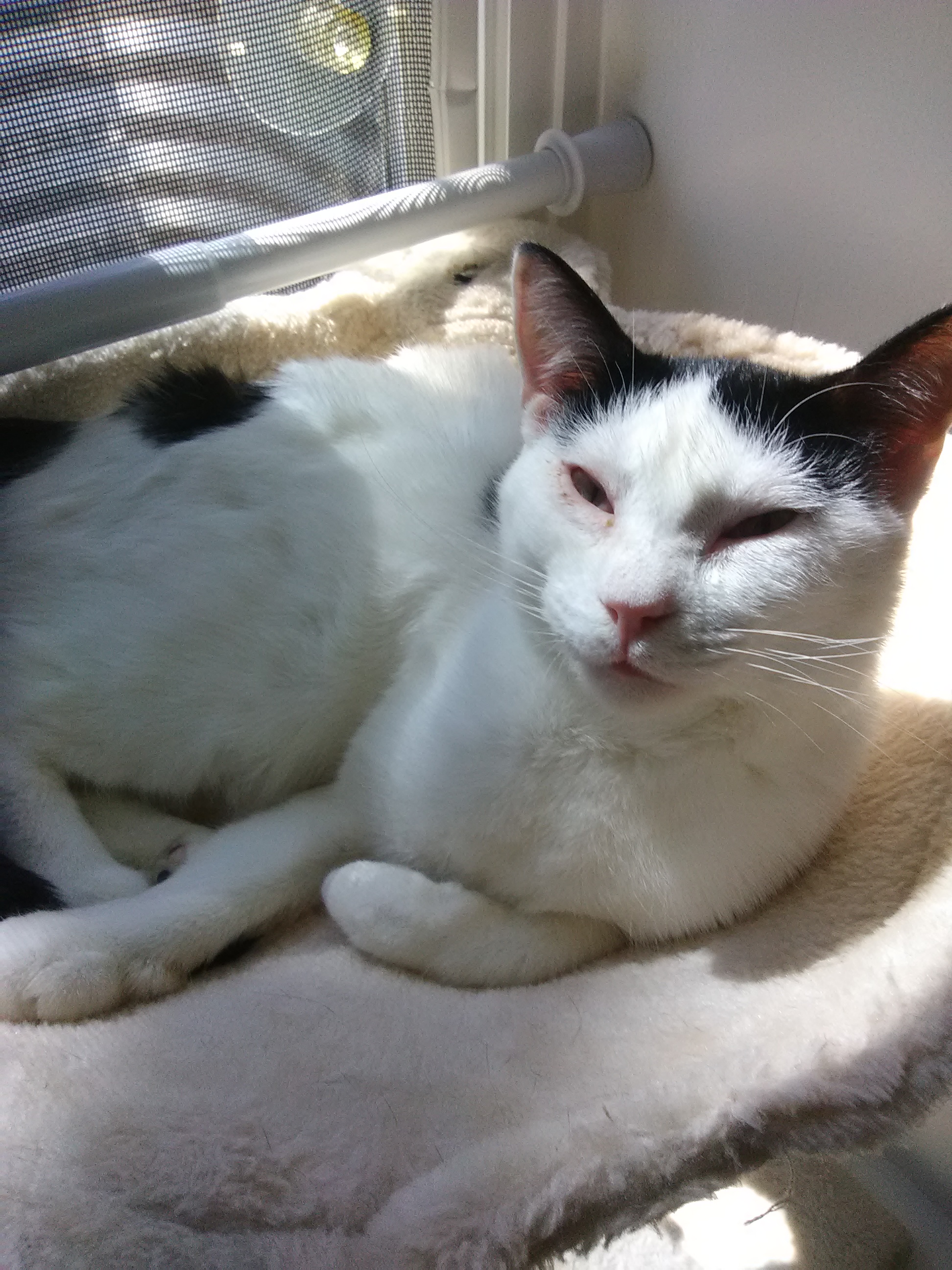 Ellie, a Adopted Domestic Short Hair in Coon Rapids, MN image 2/6