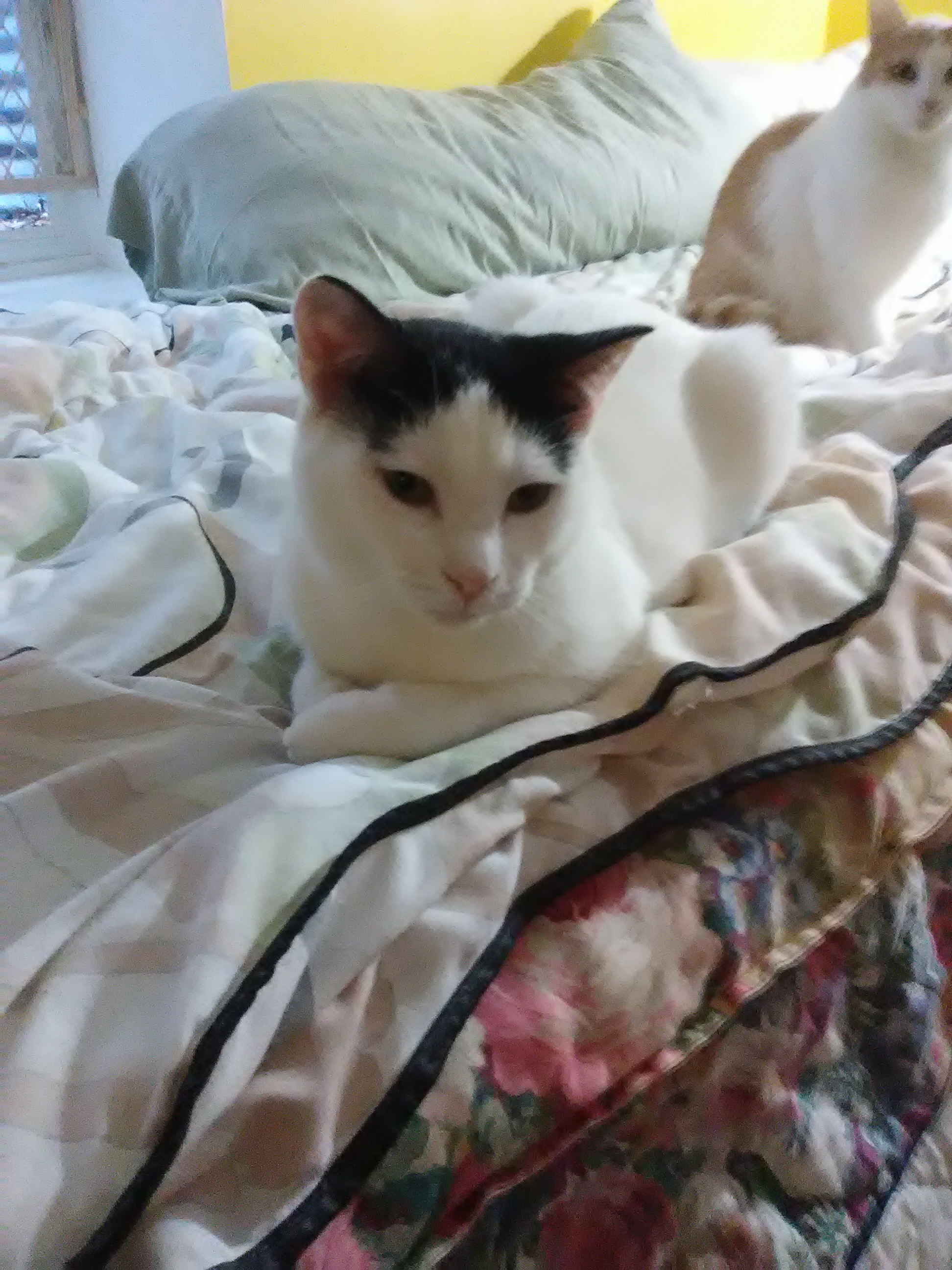 Ellie, a Adopted Domestic Short Hair in Coon Rapids, MN image 3/6