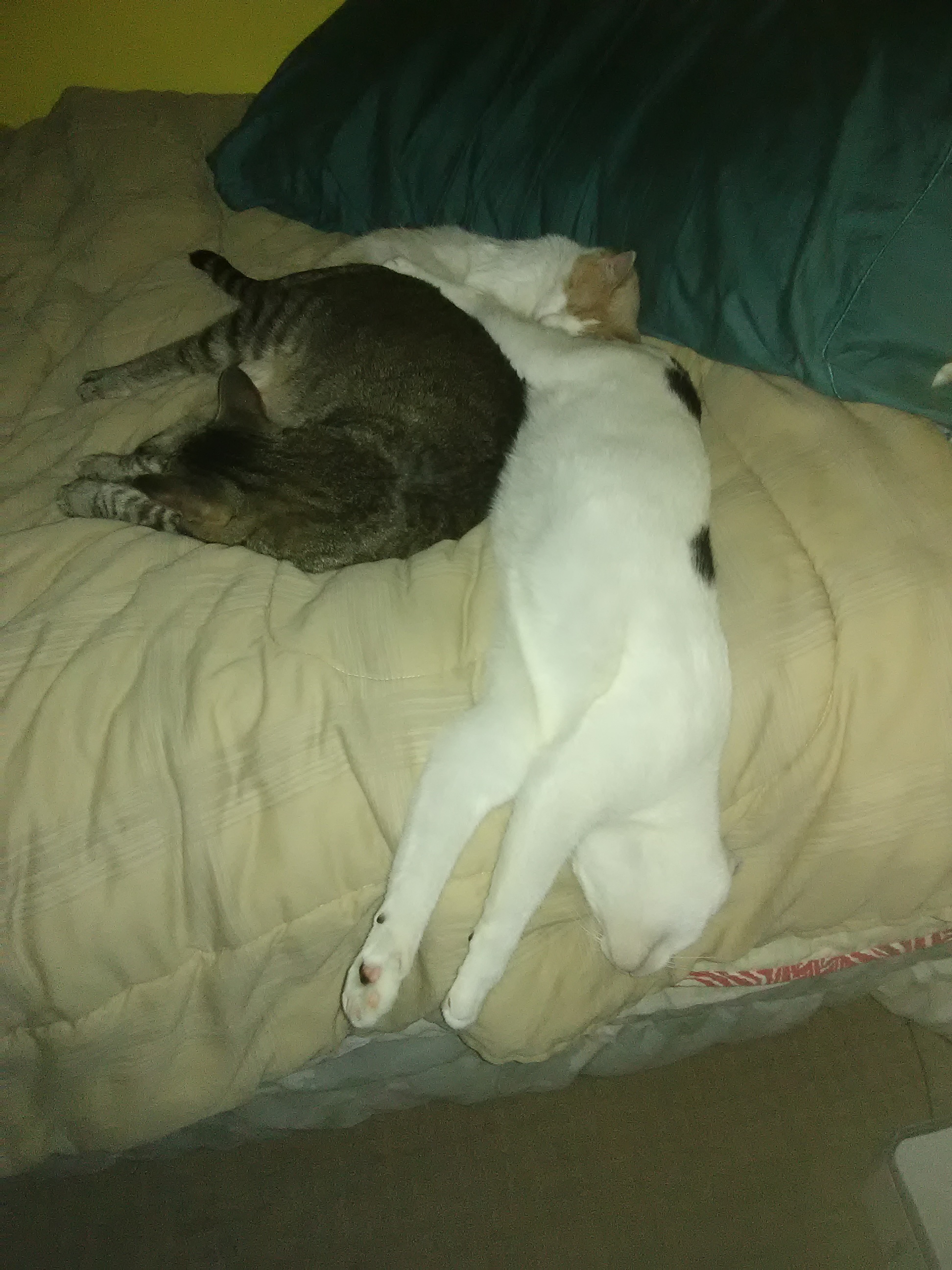 Ellie, a Adopted Domestic Short Hair in Coon Rapids, MN image 4/6