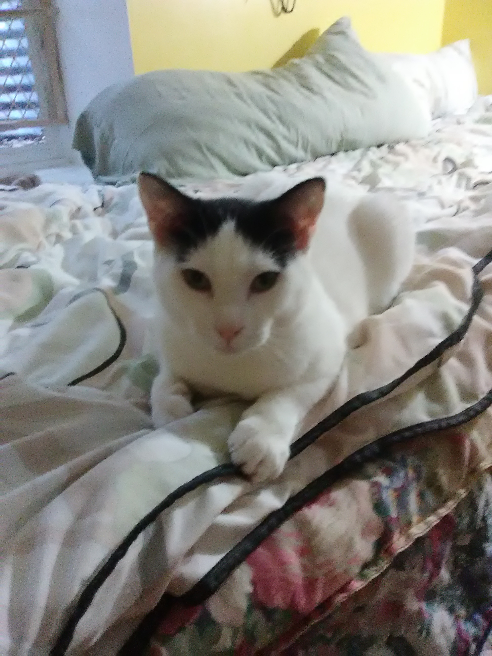 Ellie, a Adopted Domestic Short Hair in Coon Rapids, MN image 5/6