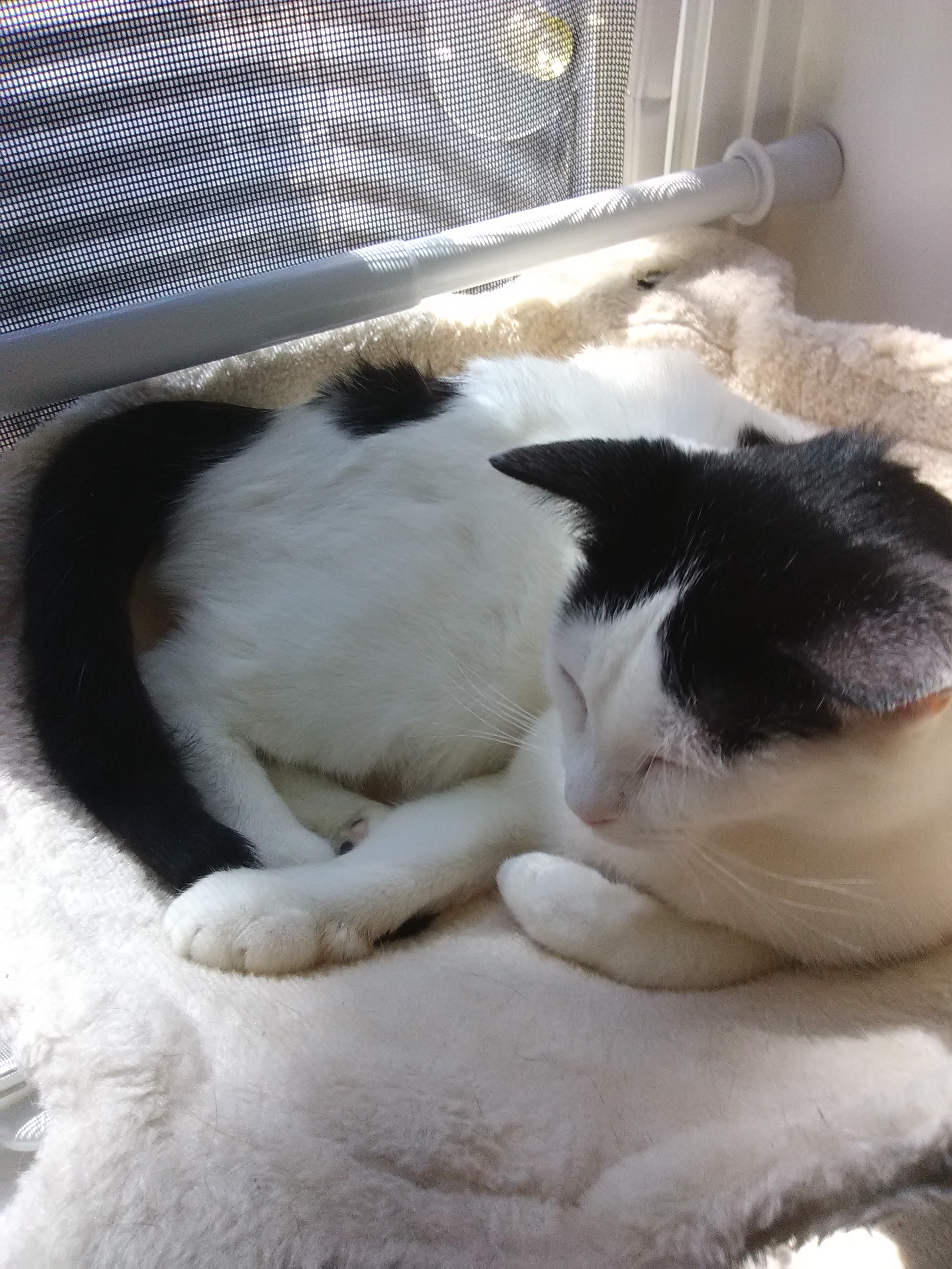 Ellie, a Adopted Domestic Short Hair in Coon Rapids, MN image 6/6