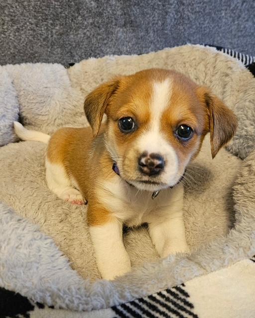 Puppy Patches Girl - Las Vegas, Adoptable, Puppy Female Dachshund & Chihuahua.