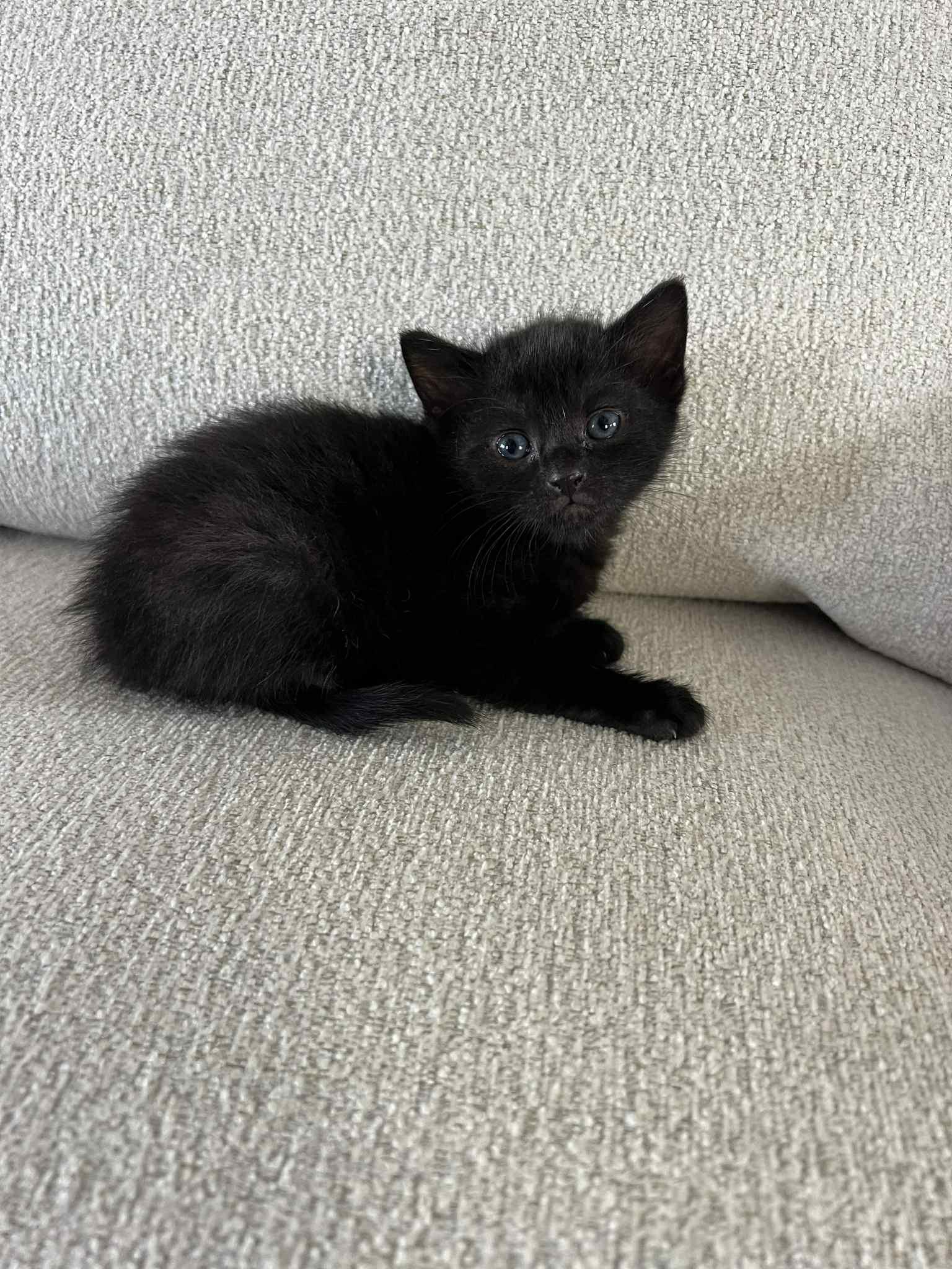 Enlarge Nori Ched, a Adoptable Domestic Short Hair in Staten Island, NY image 2/5