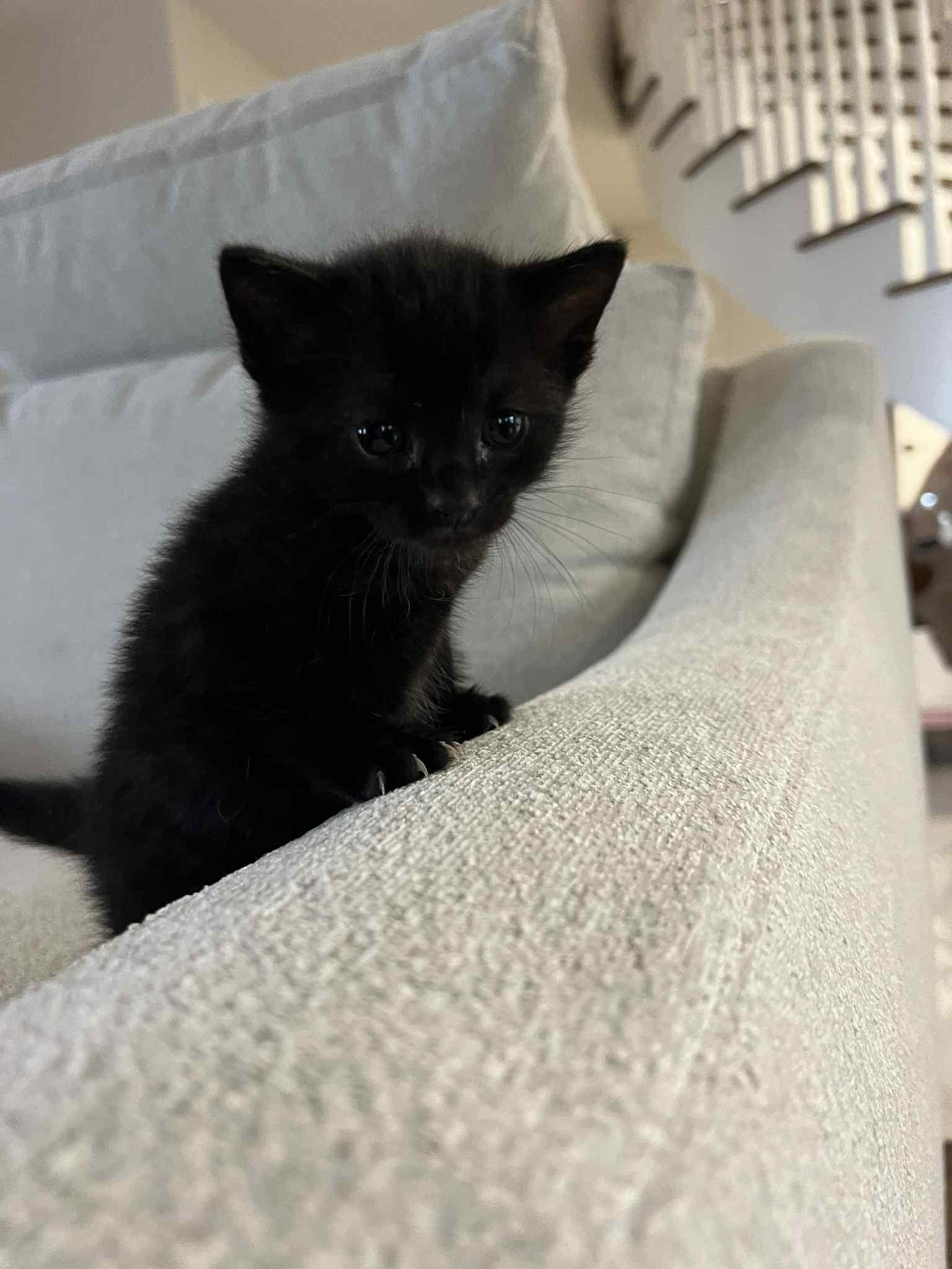 Enlarge Nori Ched, a Adoptable Domestic Short Hair in Staten Island, NY image 4/5