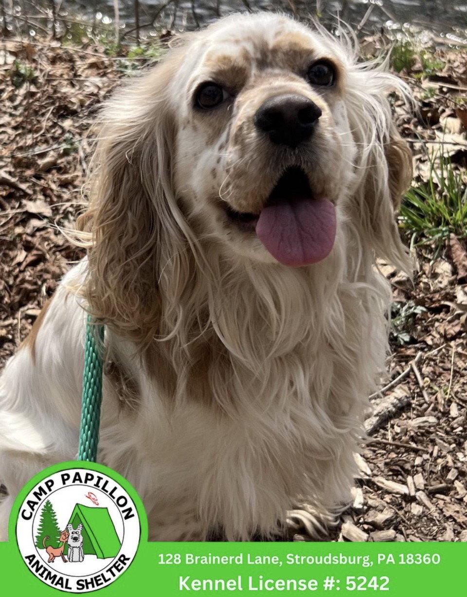 Enlarge Levi, a Adoptable Cocker Spaniel in Stroudsburg, PA image 1/1