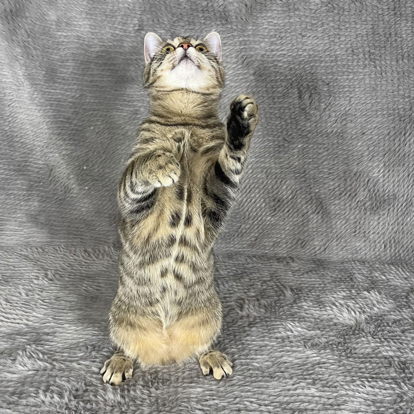 Enlarge Pigeon - Andrea foster, a Adoptable Domestic Short Hair in Social Circle, GA image 1/3