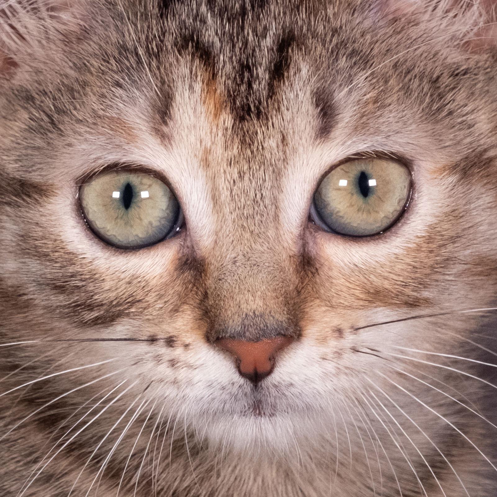 Enlarge Pigeon - Andrea foster, a Adoptable Domestic Short Hair in Social Circle, GA image 1/3