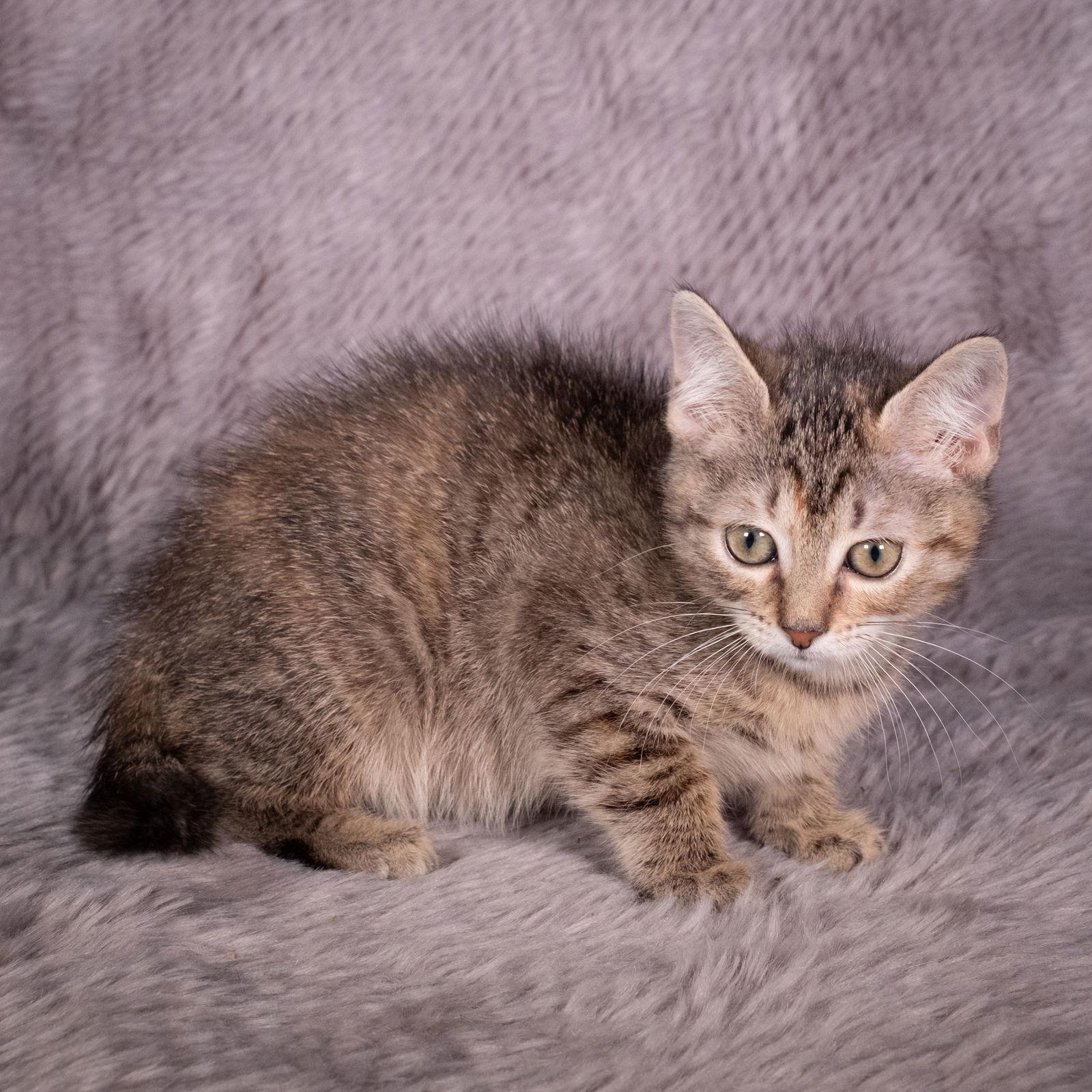 Enlarge Pigeon - Andrea foster, a Adoptable Domestic Short Hair in Social Circle, GA image 2/3