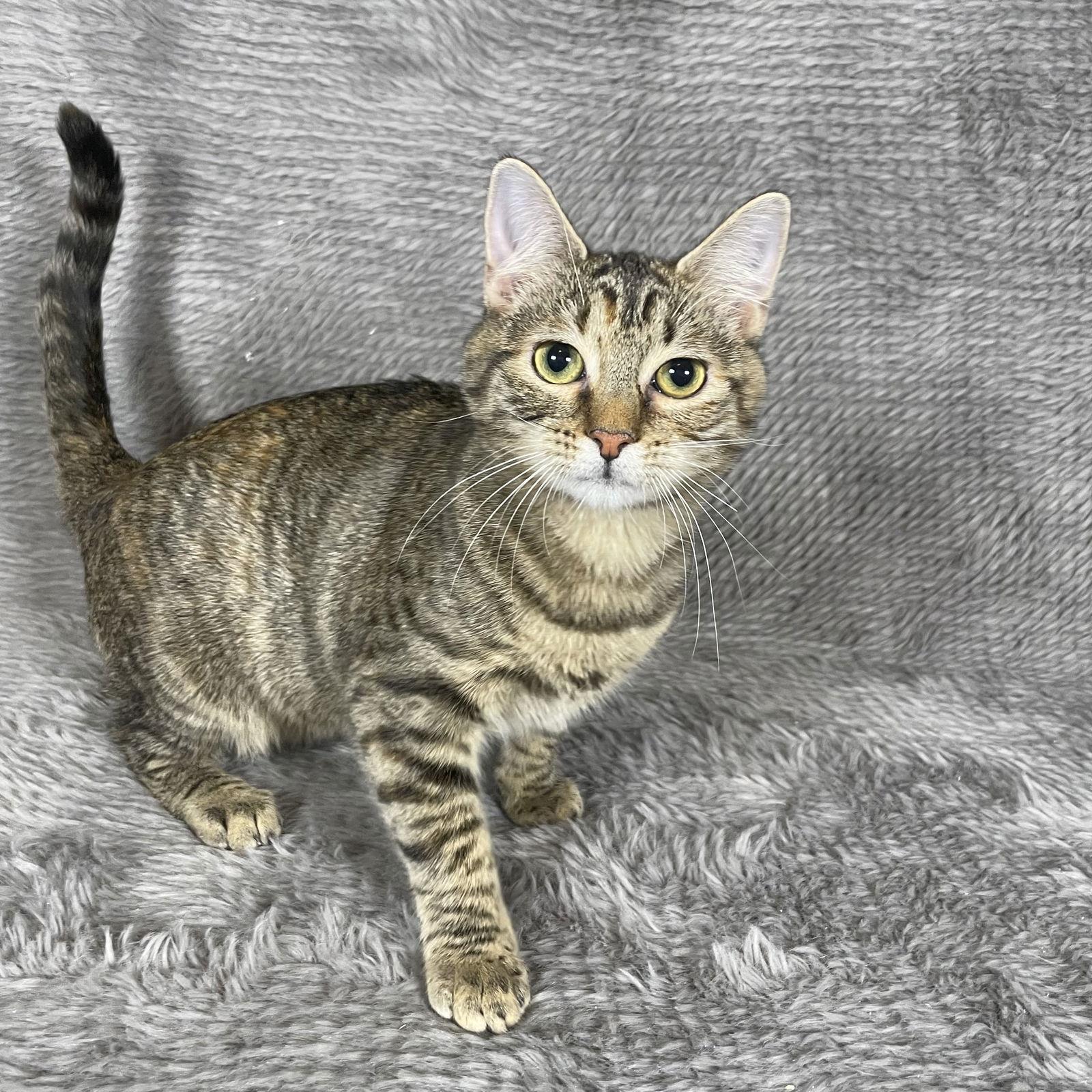 Enlarge Pigeon - Andrea foster, a Adoptable Domestic Short Hair in Social Circle, GA image 2/3
