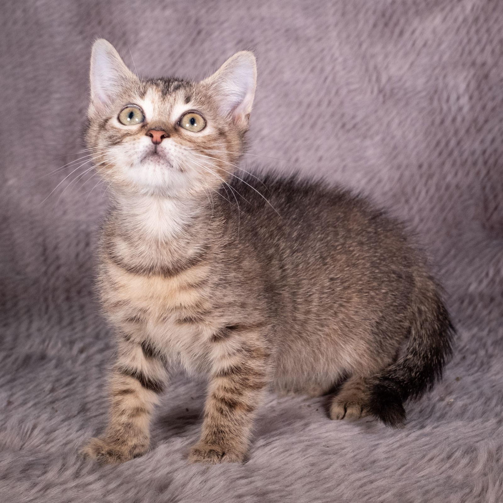 Enlarge Pigeon - Andrea foster, a Adoptable Domestic Short Hair in Social Circle, GA image 3/3