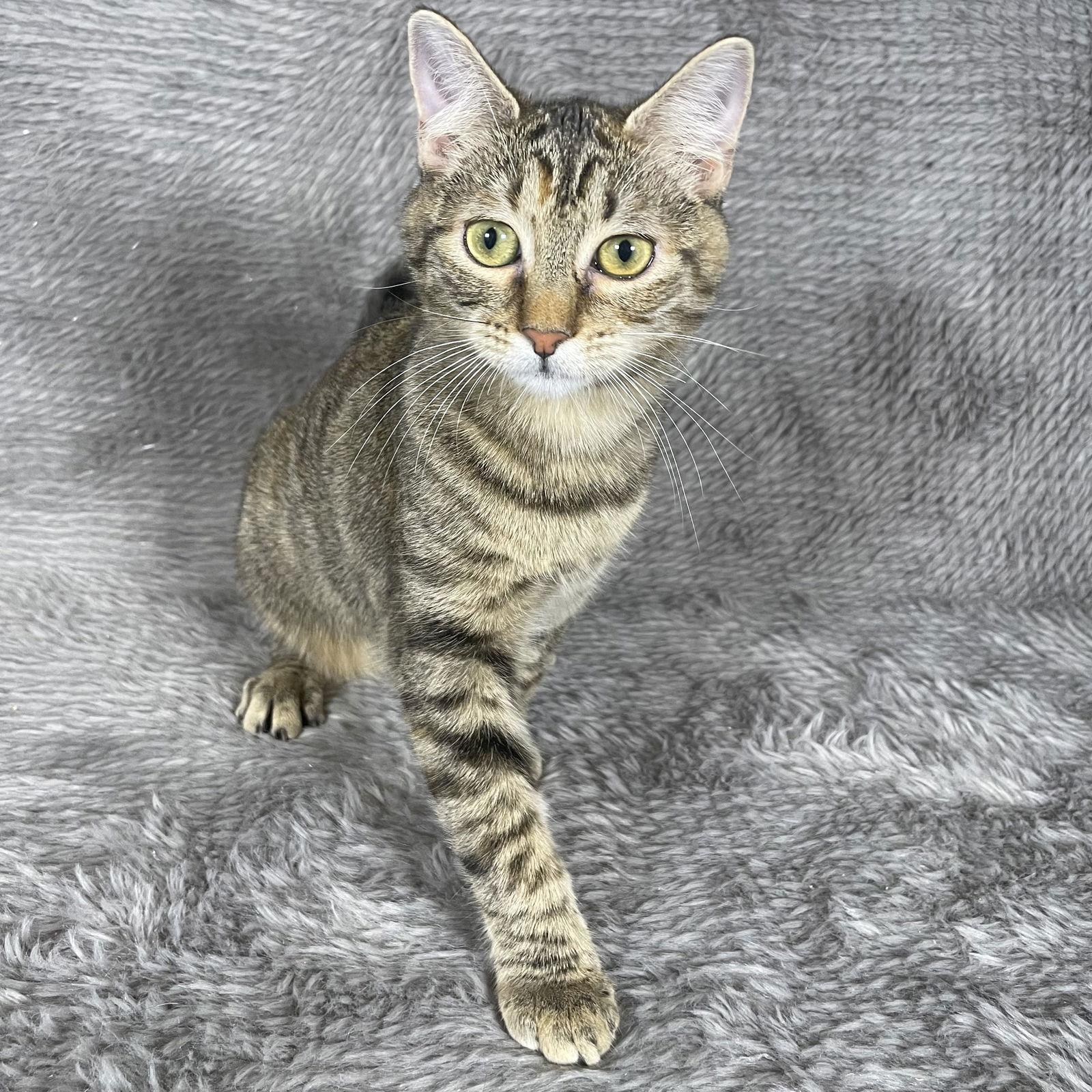 Enlarge Pigeon - Andrea foster, a Adoptable Domestic Short Hair in Social Circle, GA image 3/3