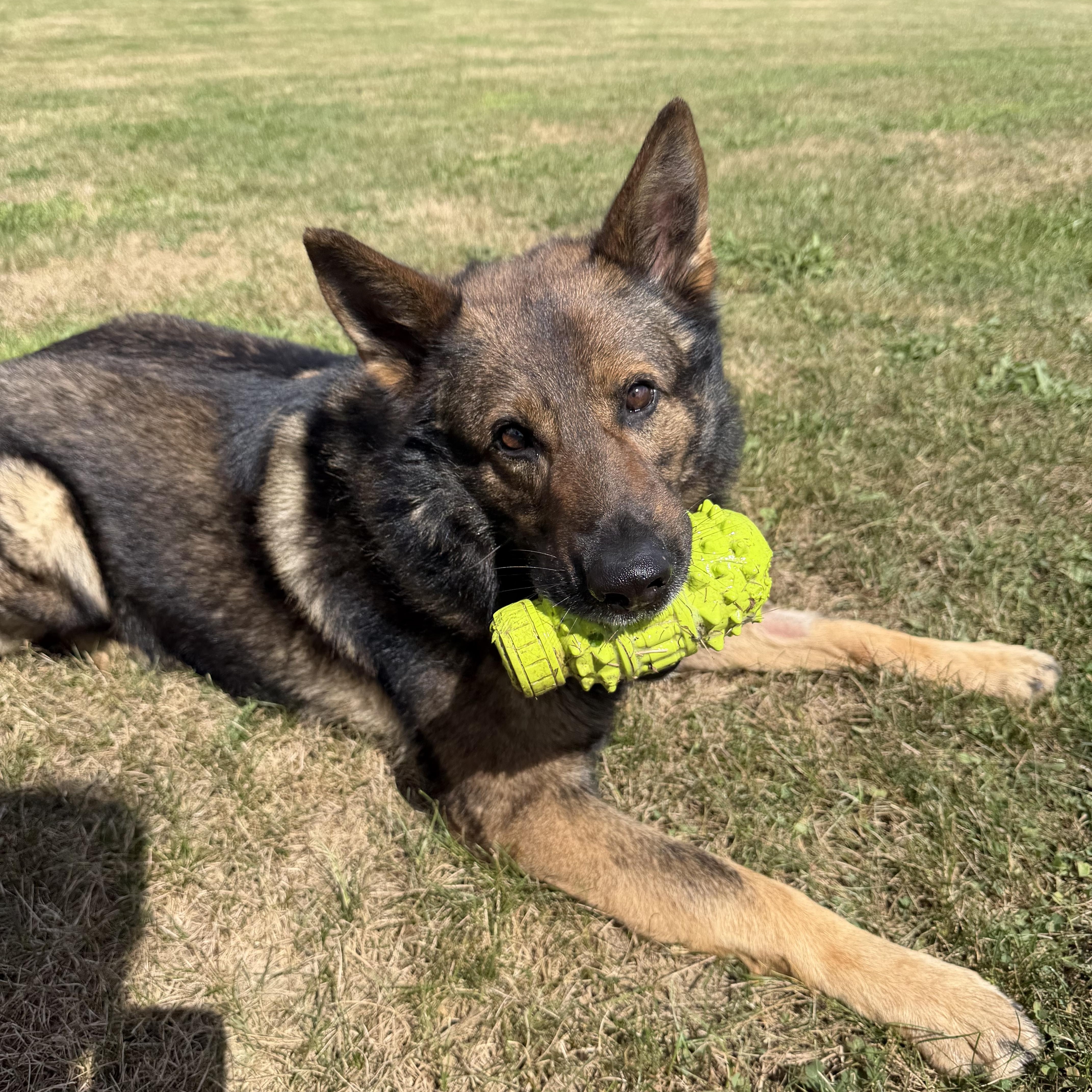 Lincoln - Gentle, well-mannered German Shepherd in search of a home, a Adoptable German Shepherd Dog in oriskany, NY image 4/6
