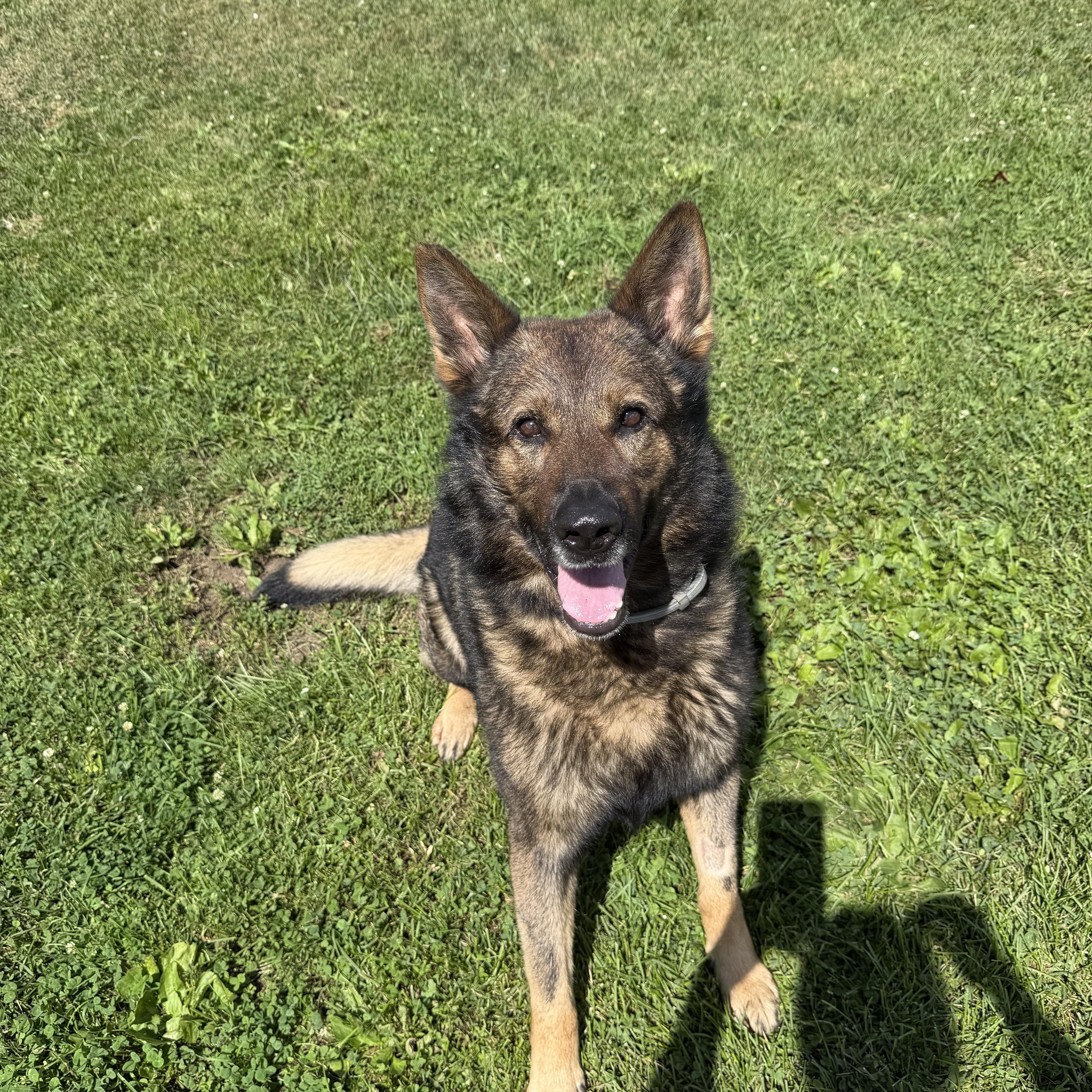 Lincoln - Gentle, well-mannered German Shepherd in search of a home, a Adoptable German Shepherd Dog in oriskany, NY image 2/6