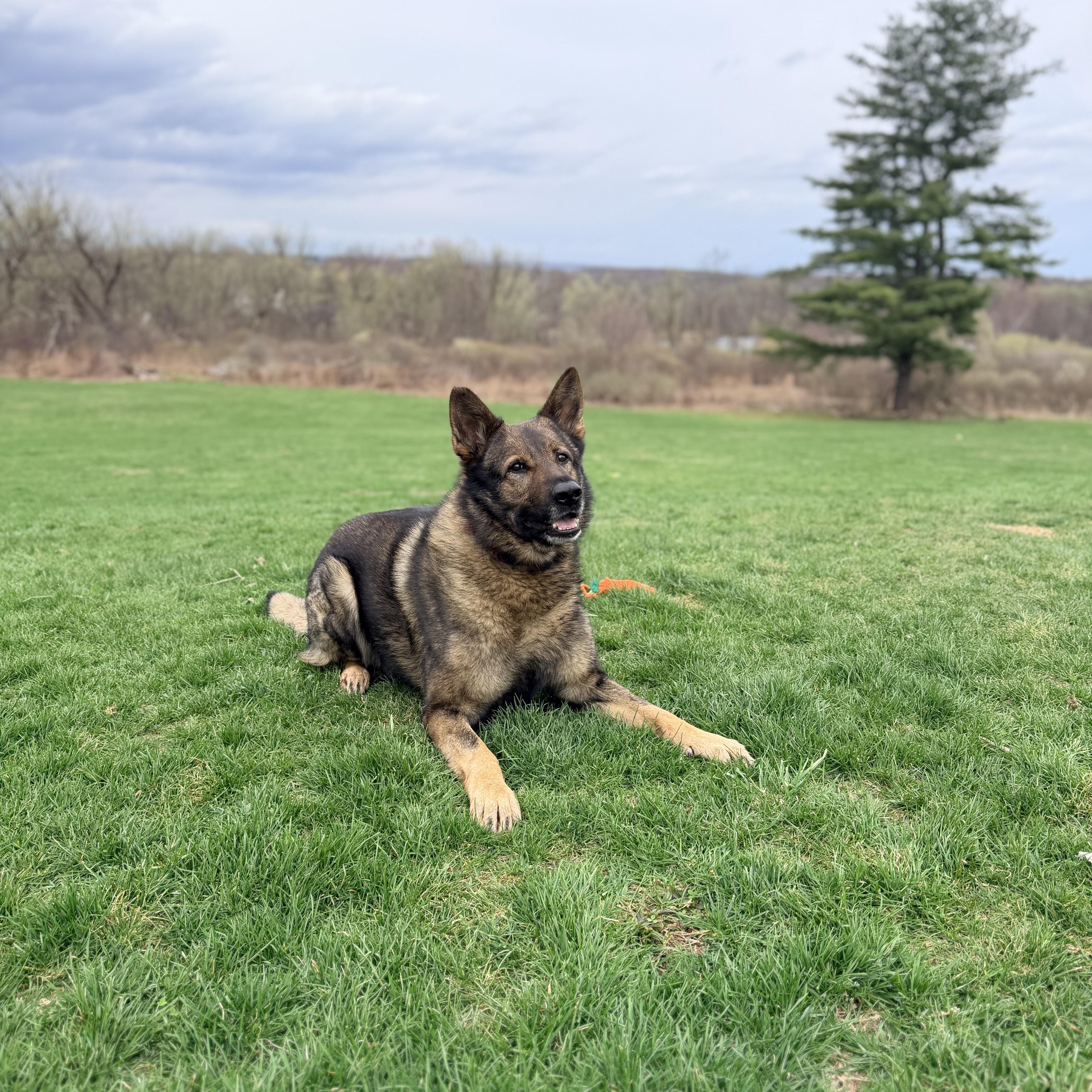 Lincoln - Gentle, well-mannered German Shepherd in search of a home, Adoptable, Adult Male German Shepherd Dog.