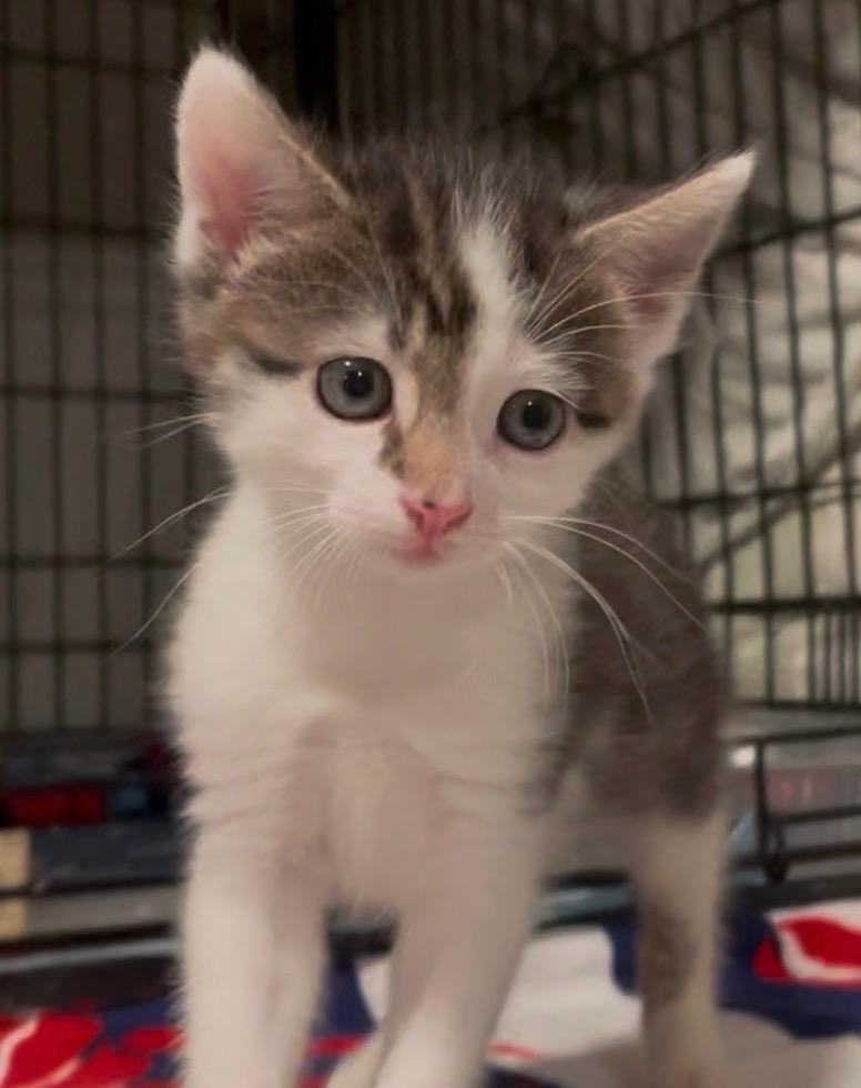 Enlarge Stella, an adopted Domestic Short Hair in Turnersville, NJ image 3/6