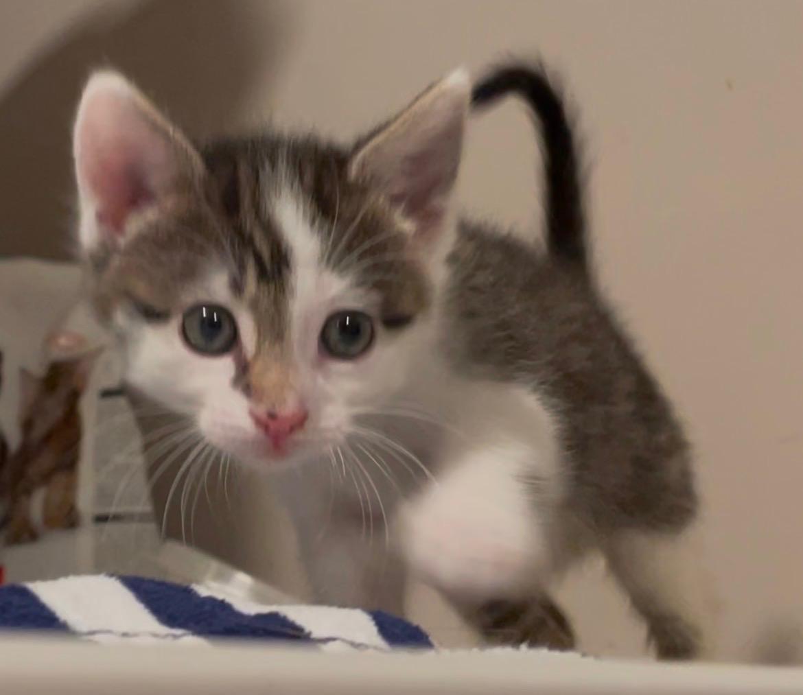 Enlarge Stella, an adopted Domestic Short Hair in Turnersville, NJ image 6/6