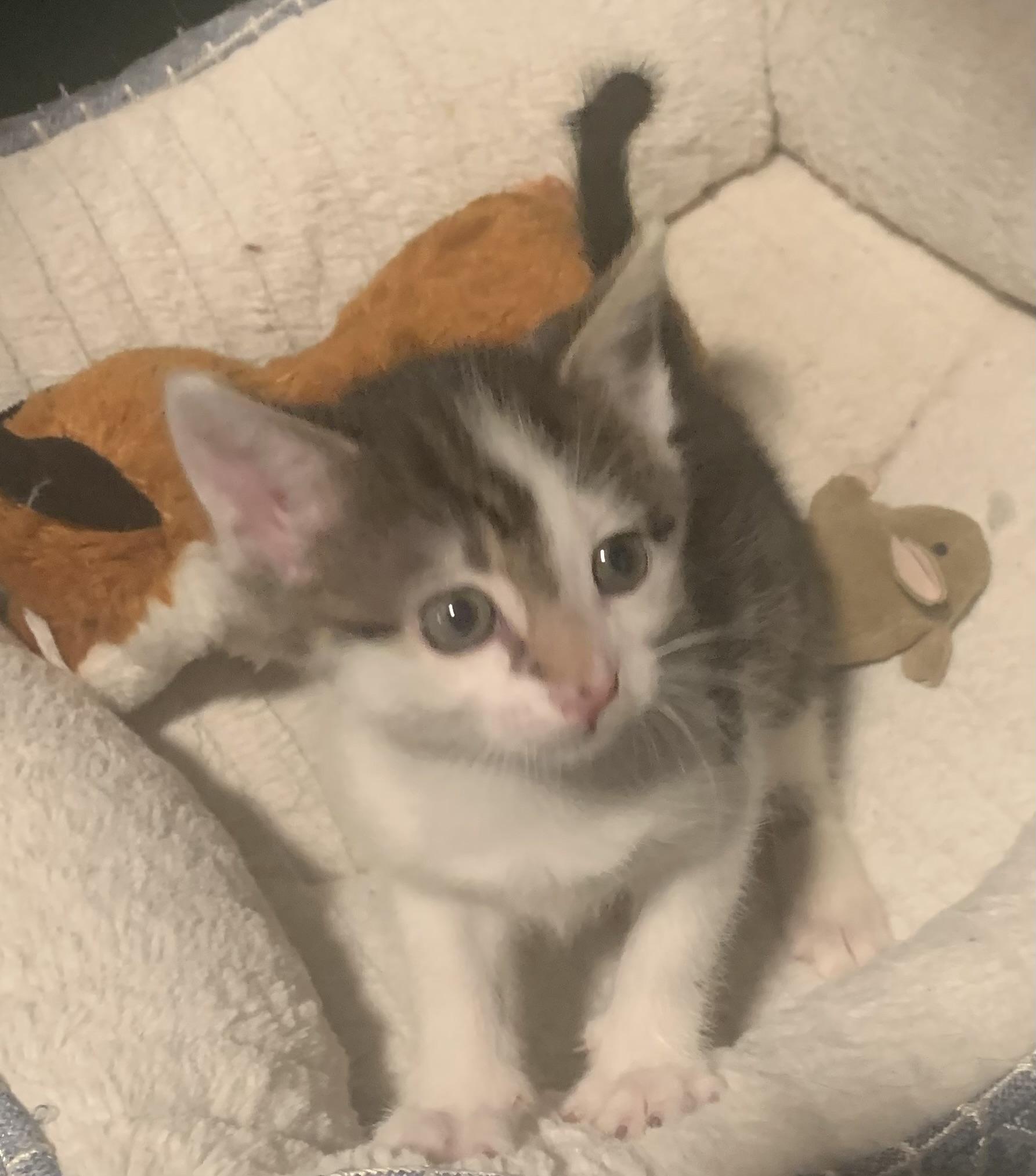 Enlarge Stella, an adopted Domestic Short Hair in Turnersville, NJ image 2/6