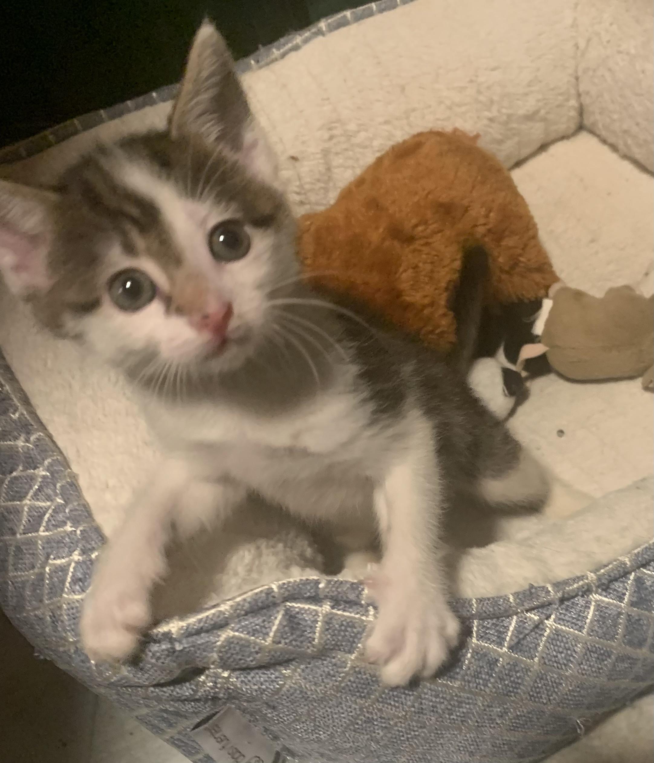Enlarge Stella, an adopted Domestic Short Hair in Turnersville, NJ image 5/6