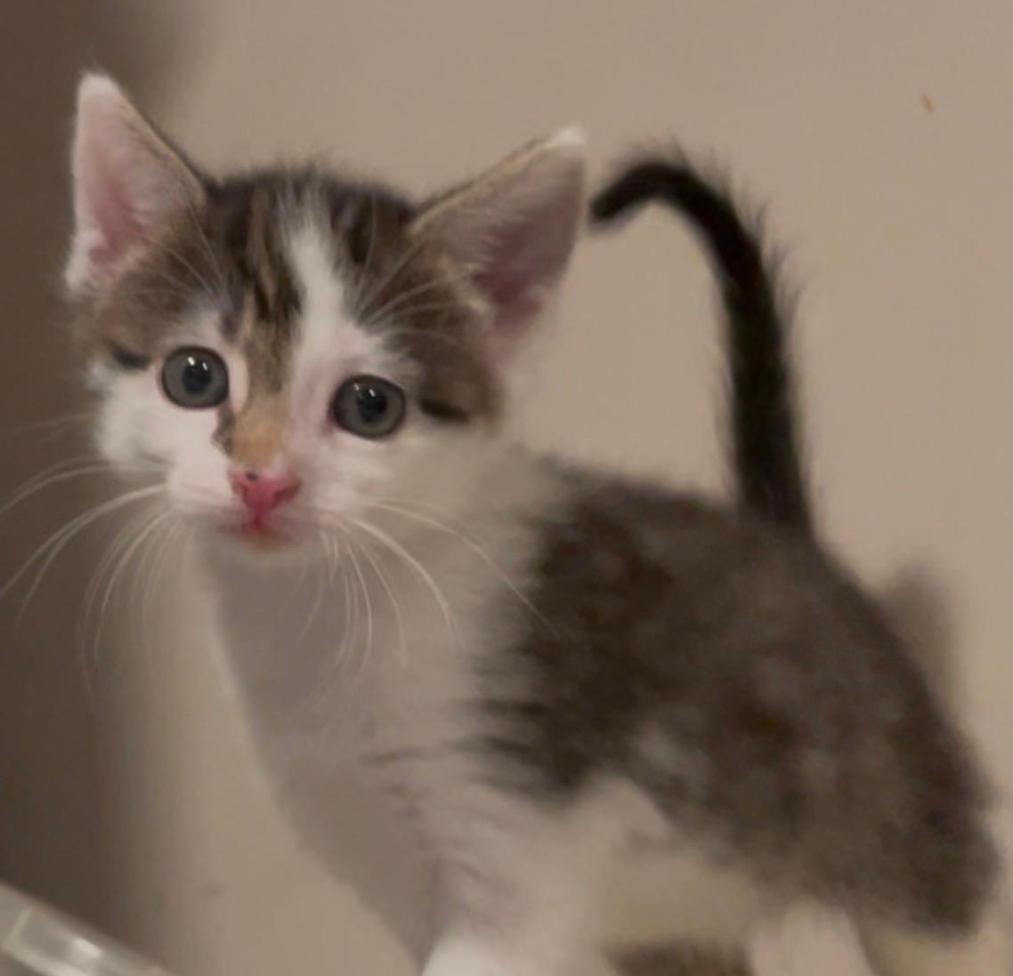 Enlarge Stella, an adopted Domestic Short Hair in Turnersville, NJ image 1/6