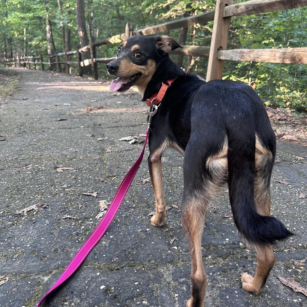 Zurich, Adoptable, Adult Female Mixed Breed.