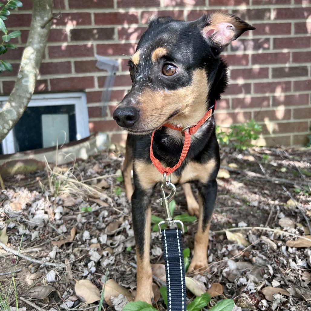 Zurich, a Adoptable Mixed Breed in Fredericksburg, VA image 2/5