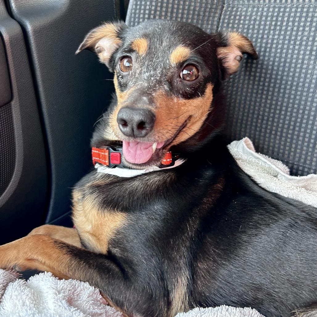 Zurich, a Adoptable Mixed Breed in Fredericksburg, VA image 3/5