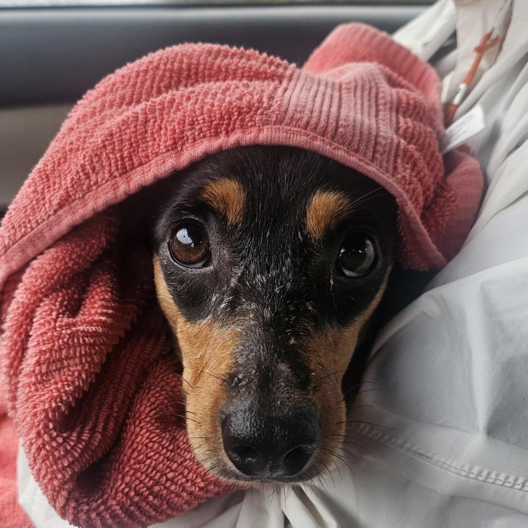 Zurich, a Adoptable Mixed Breed in Fredericksburg, VA image 4/5