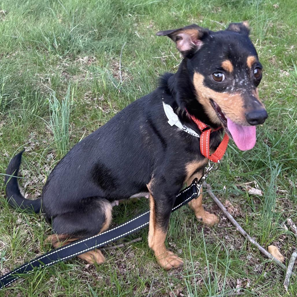 Zurich, a Adoptable Mixed Breed in Fredericksburg, VA image 5/5