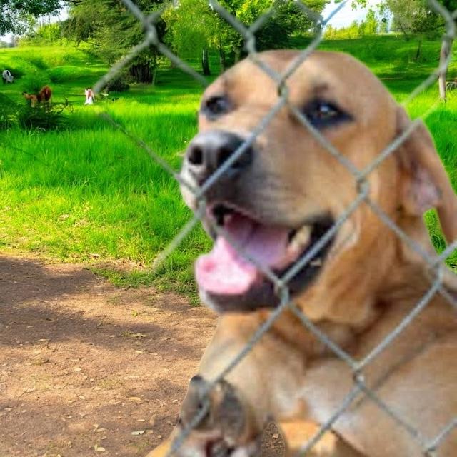 Enlarge THEO, a Adoptable mixed breed in Fosters, AL image 1/5