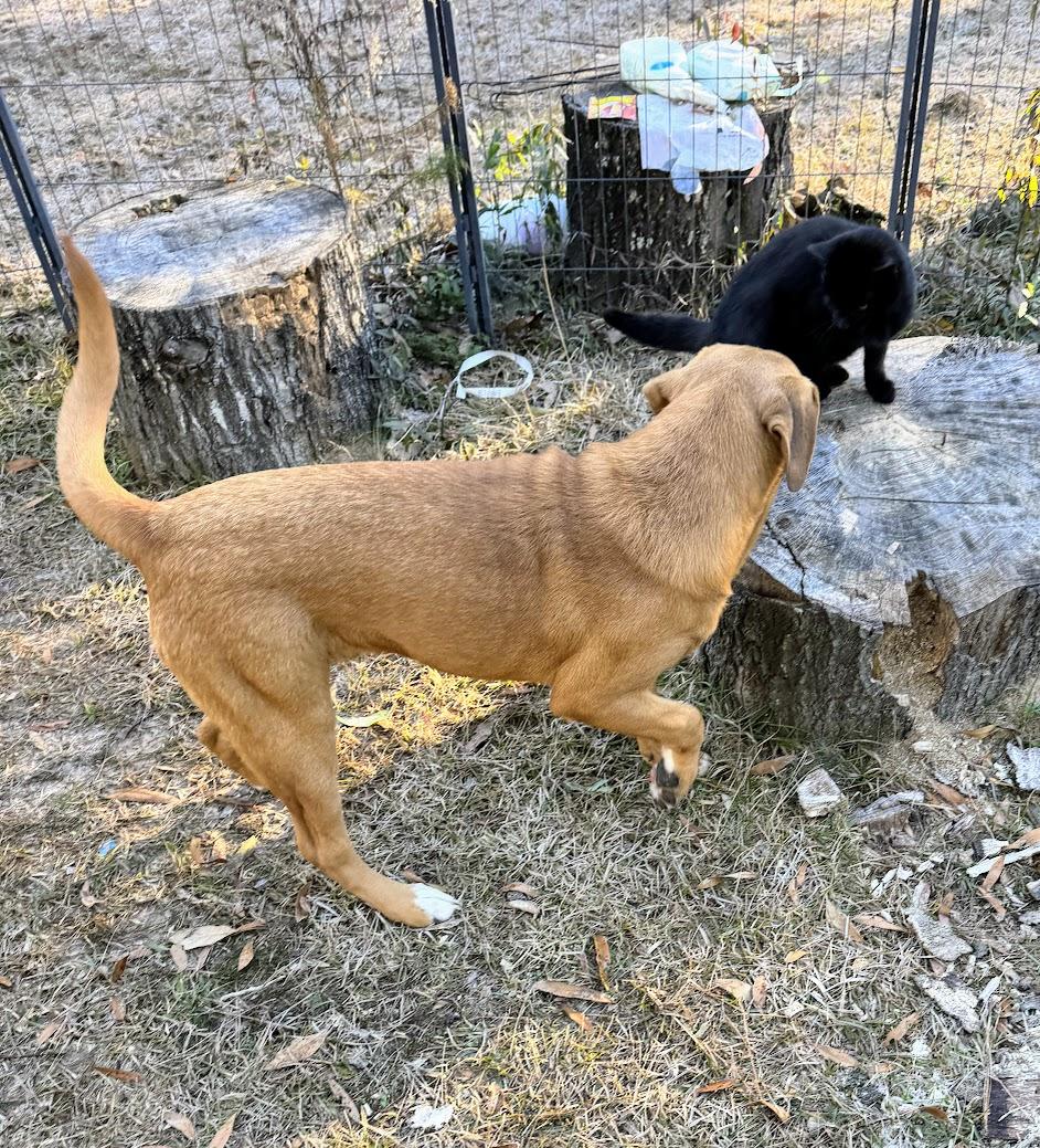Enlarge THEO, a Adoptable mixed breed in Fosters, AL image 5/5