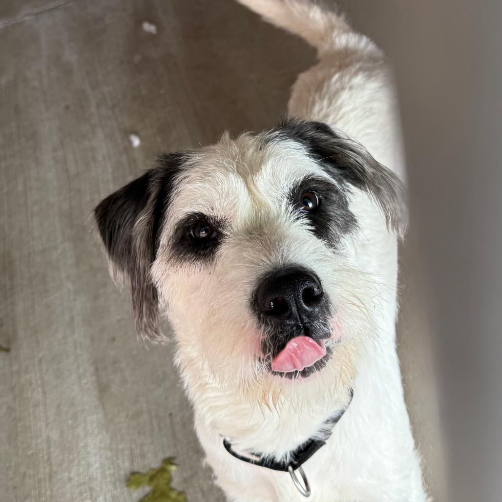 Thirteen, Adoptable, Adult Male Schnauzer & Wire Fox Terrier.