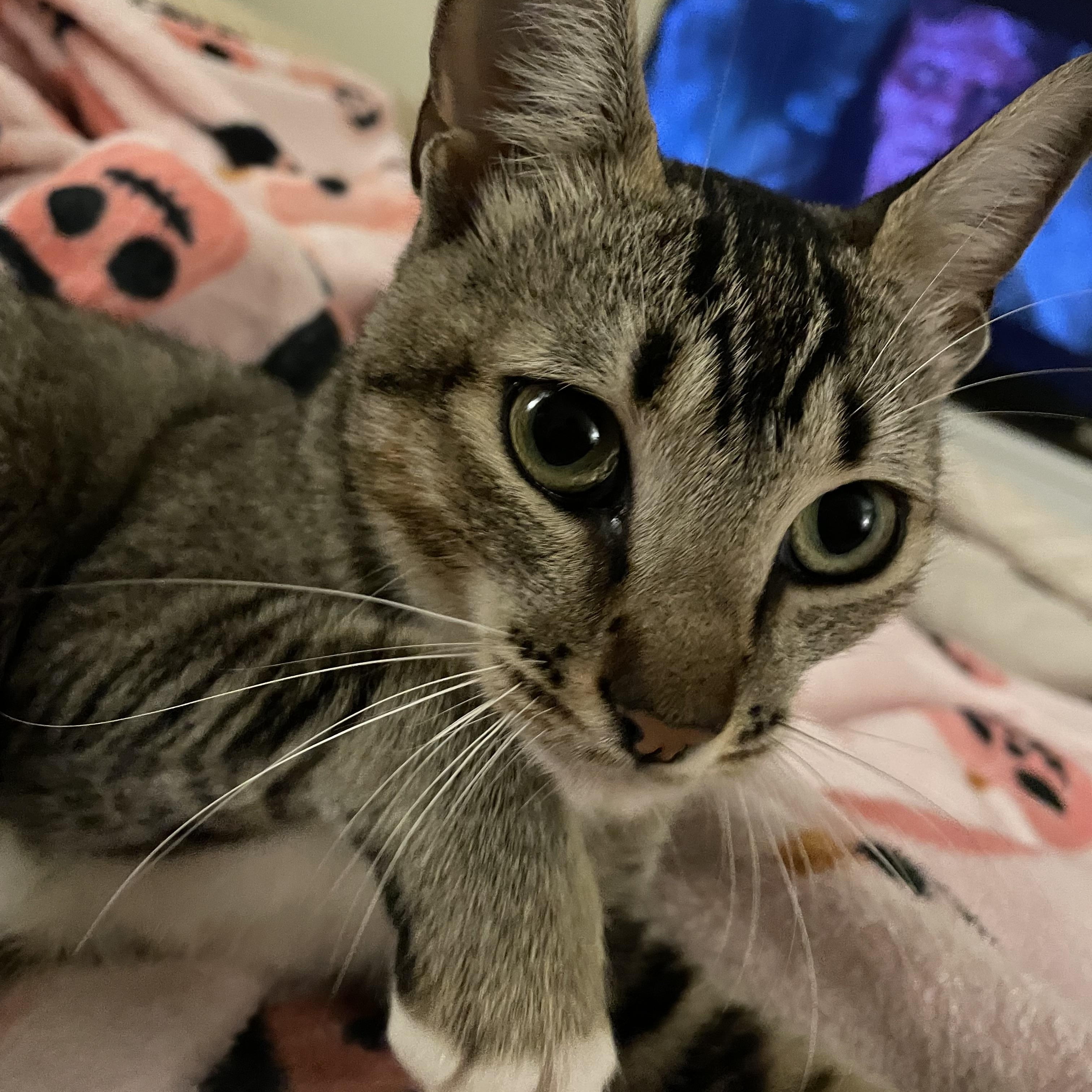 Suki, Adoptable, Young Female Tabby.