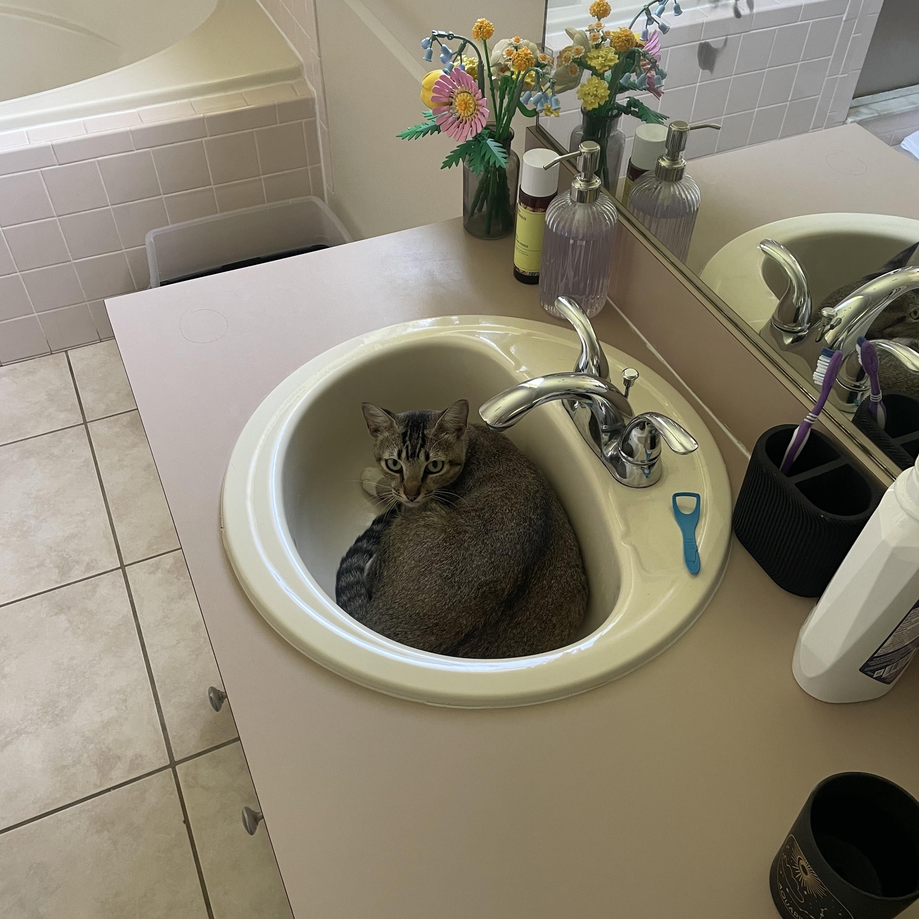 Enlarge Suki, a Adoptable Tabby in Maitland, FL image 4/6