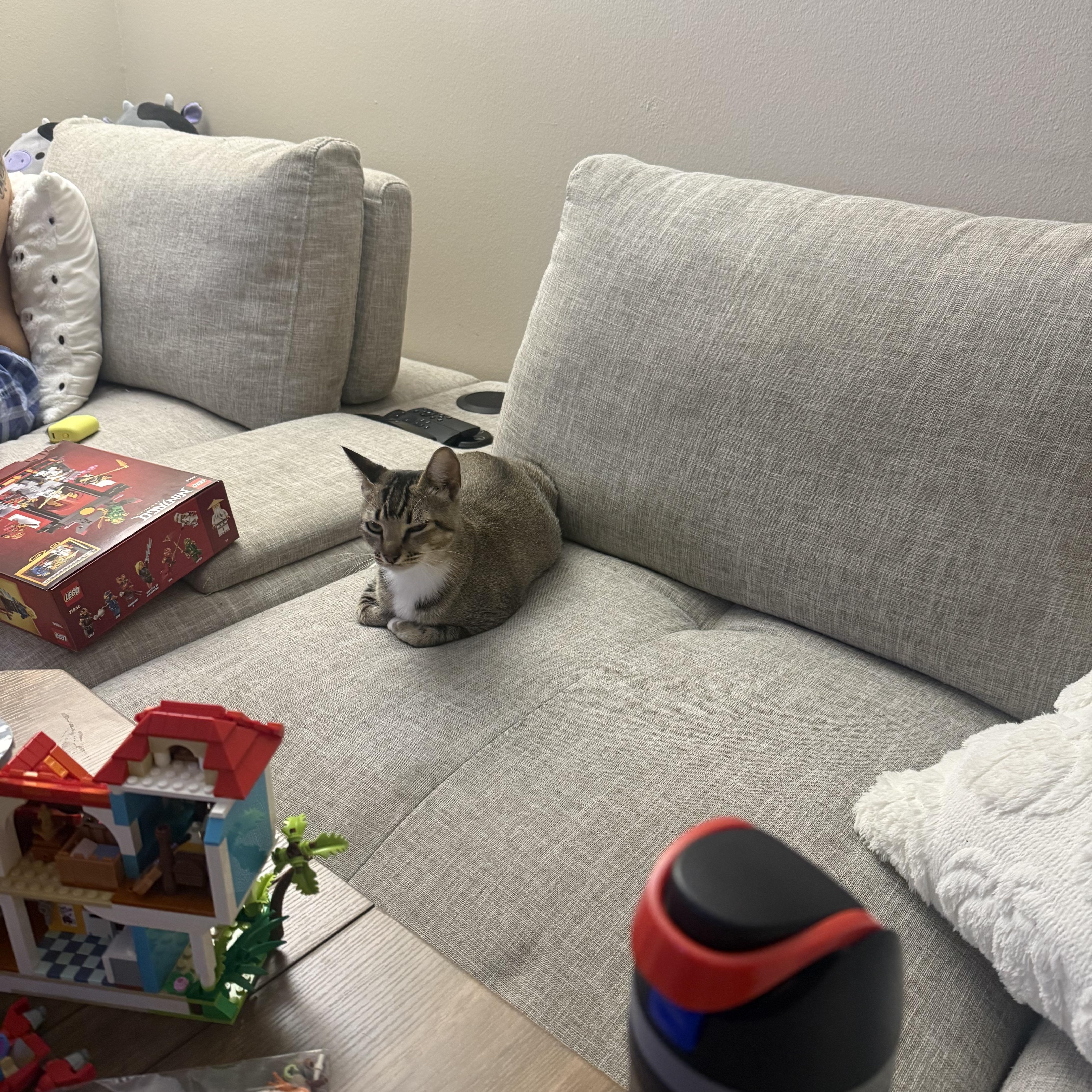 Enlarge Suki, a Adoptable Tabby in Maitland, FL image 6/6