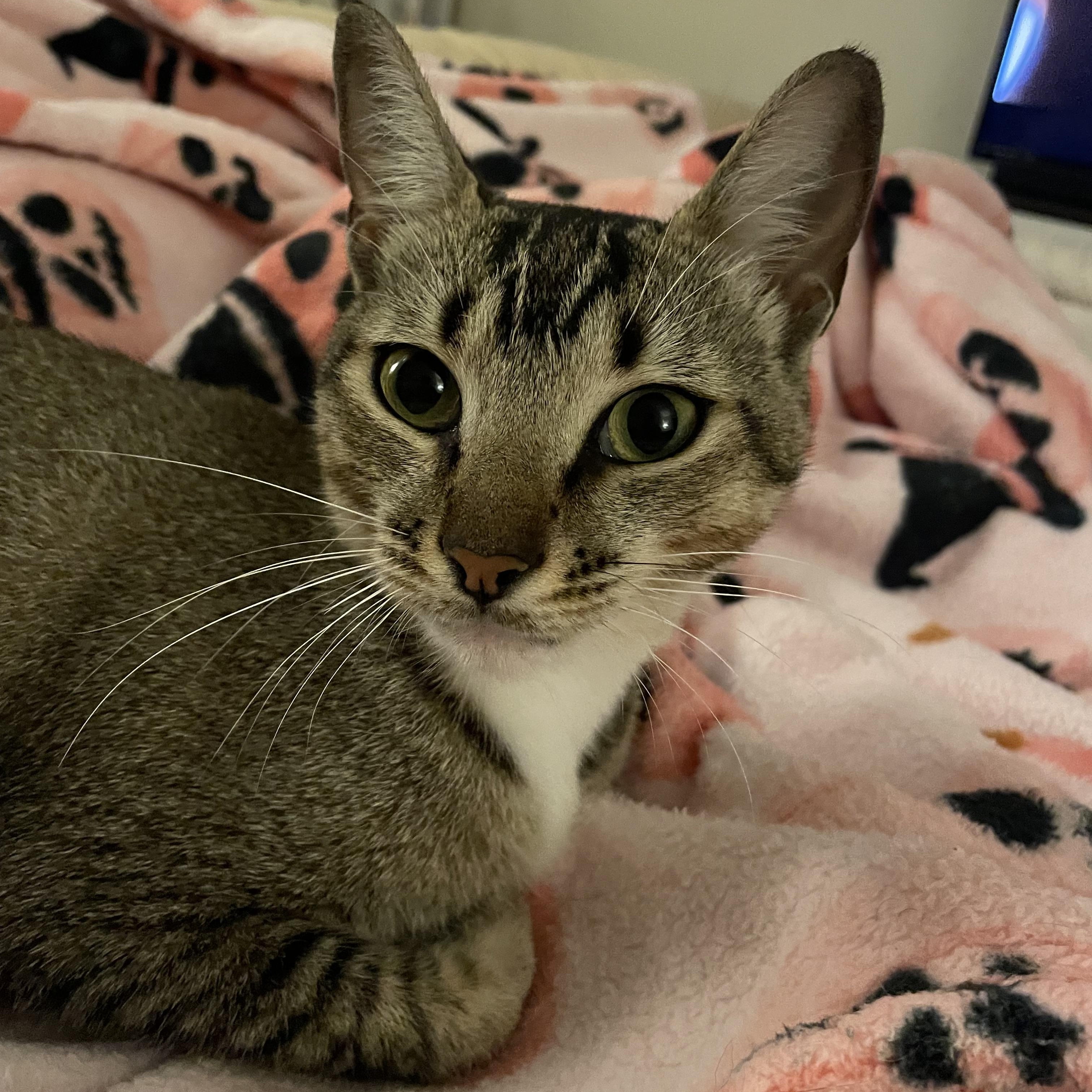 Enlarge Suki, a Adoptable Tabby in Maitland, FL image 2/6