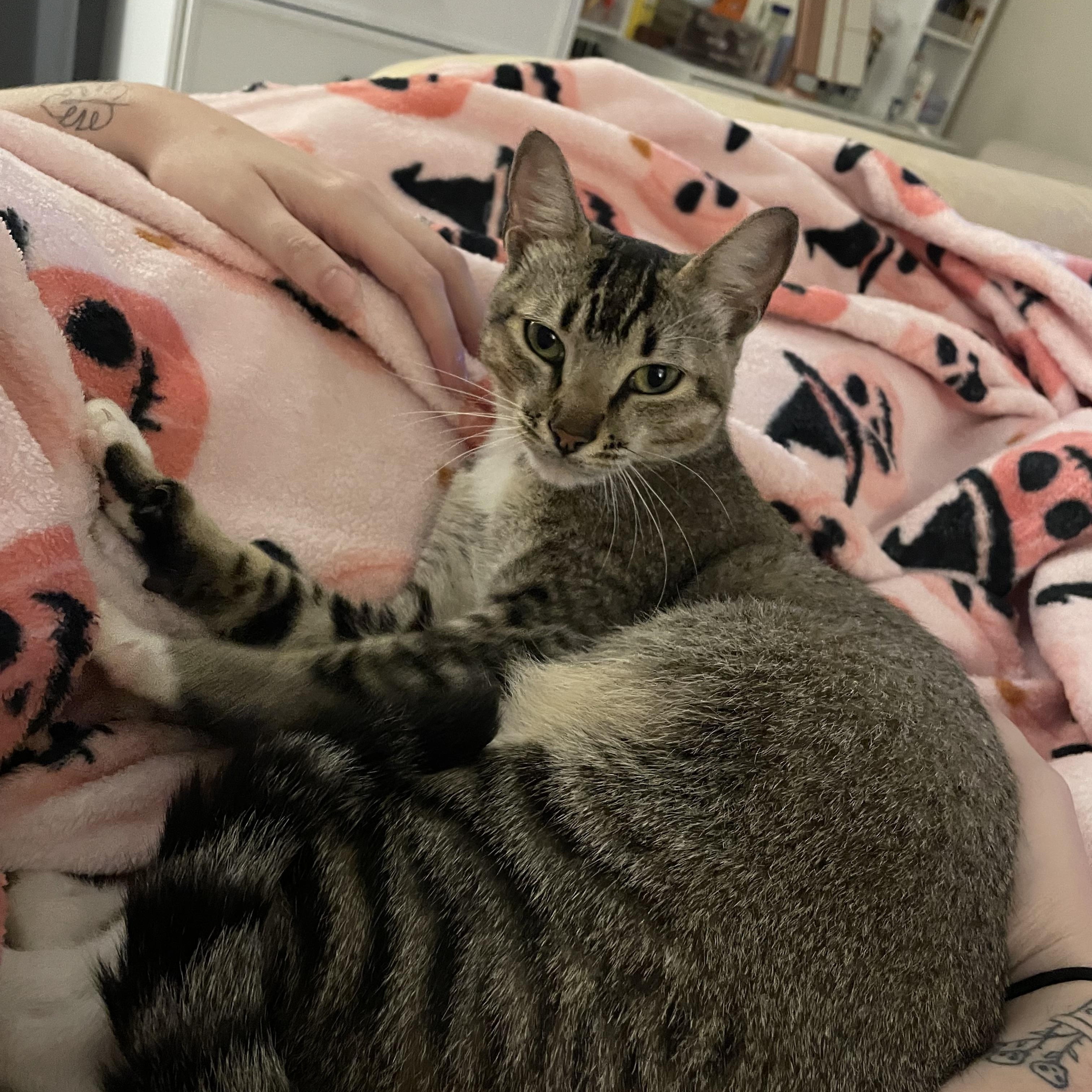 Enlarge Suki, a Adoptable Tabby in Maitland, FL image 3/6