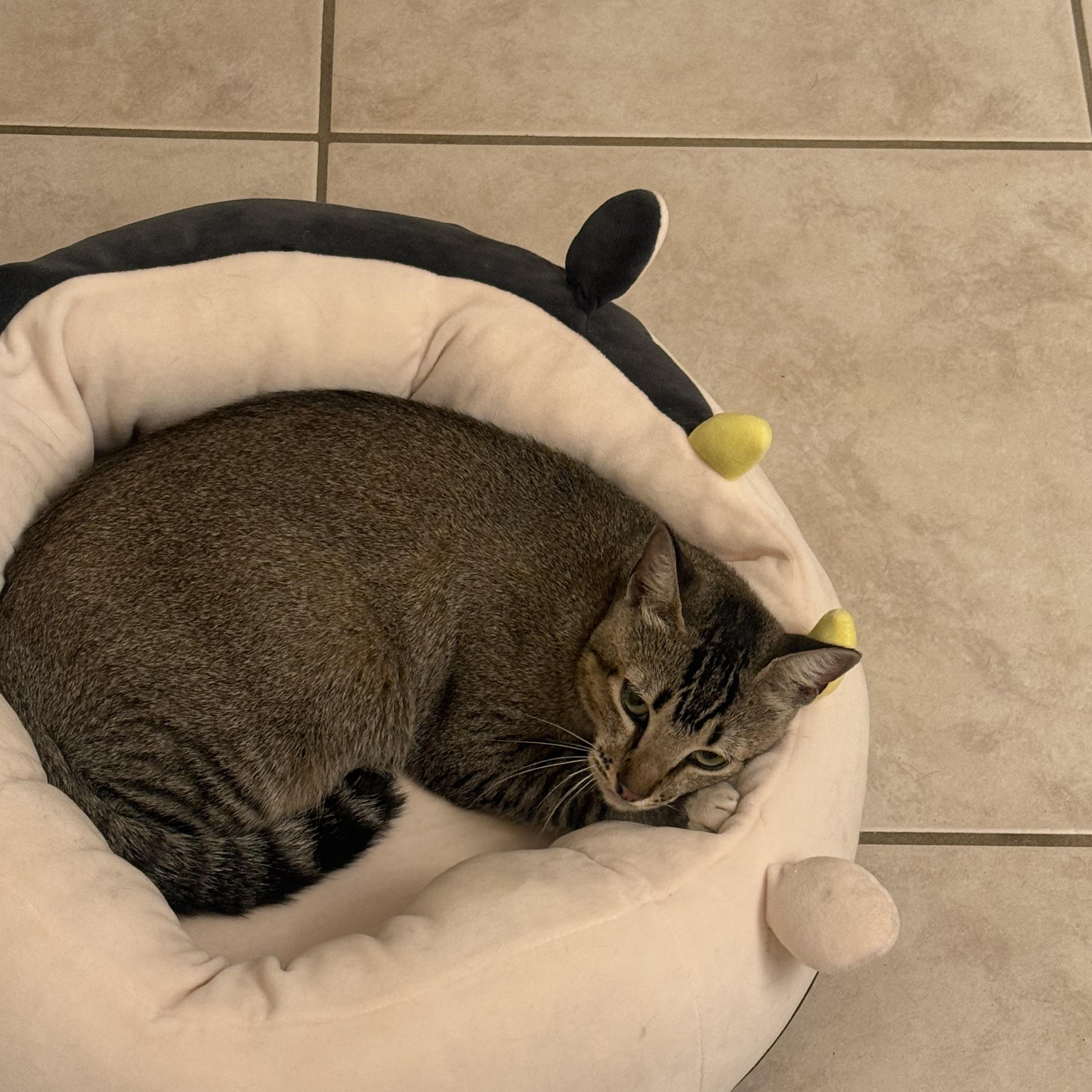 Enlarge Suki, a Adoptable Tabby in Maitland, FL image 5/6