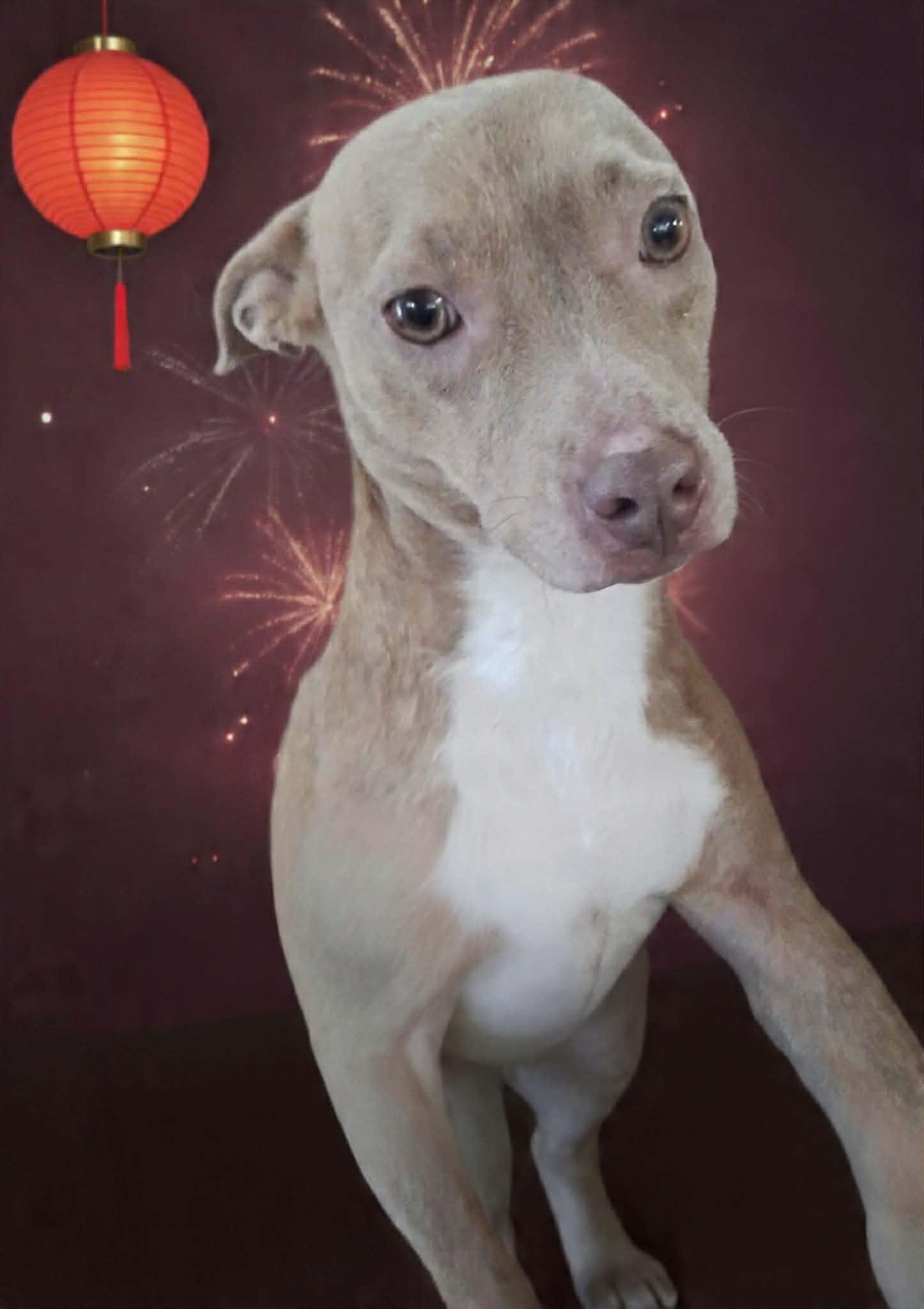 Enlarge Harper, a Adoptable mixed breed in Seattle, WA image 3/6