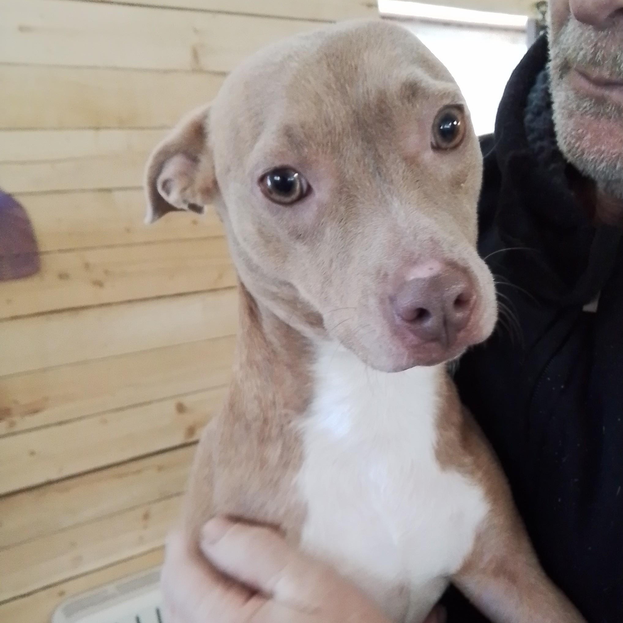 Enlarge Harper, a Adoptable mixed breed in Seattle, WA image 4/6