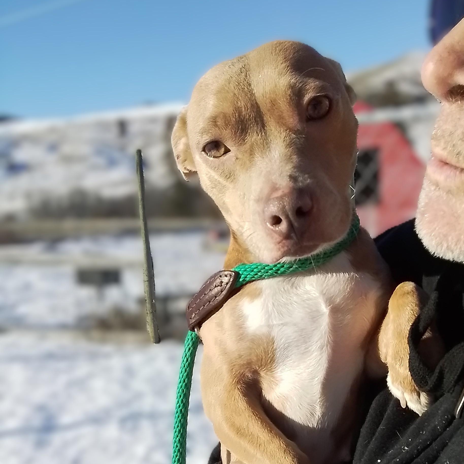 Enlarge Harper, a Adoptable mixed breed in Seattle, WA image 1/6